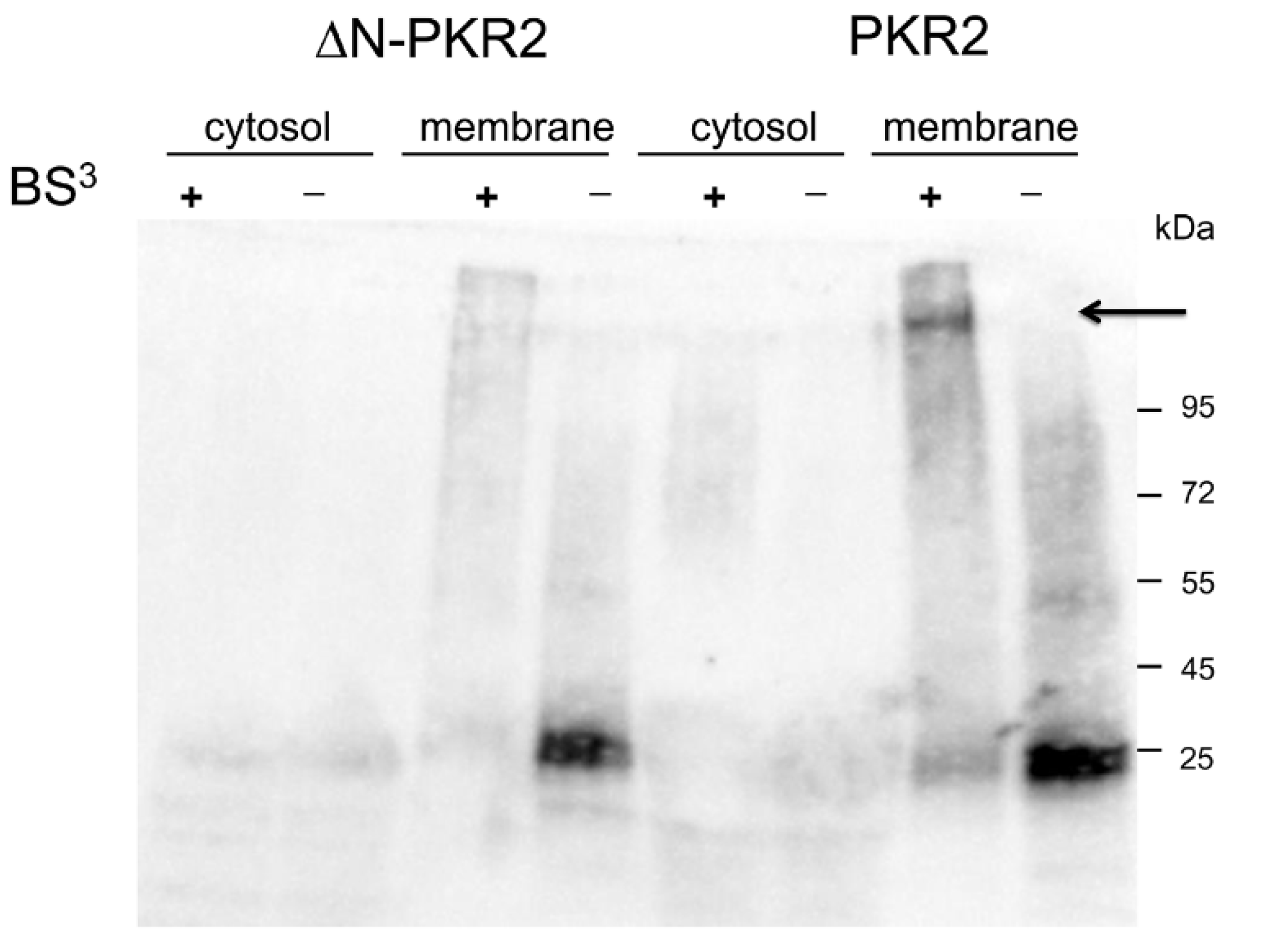 Biomolecules 12 00474 g003