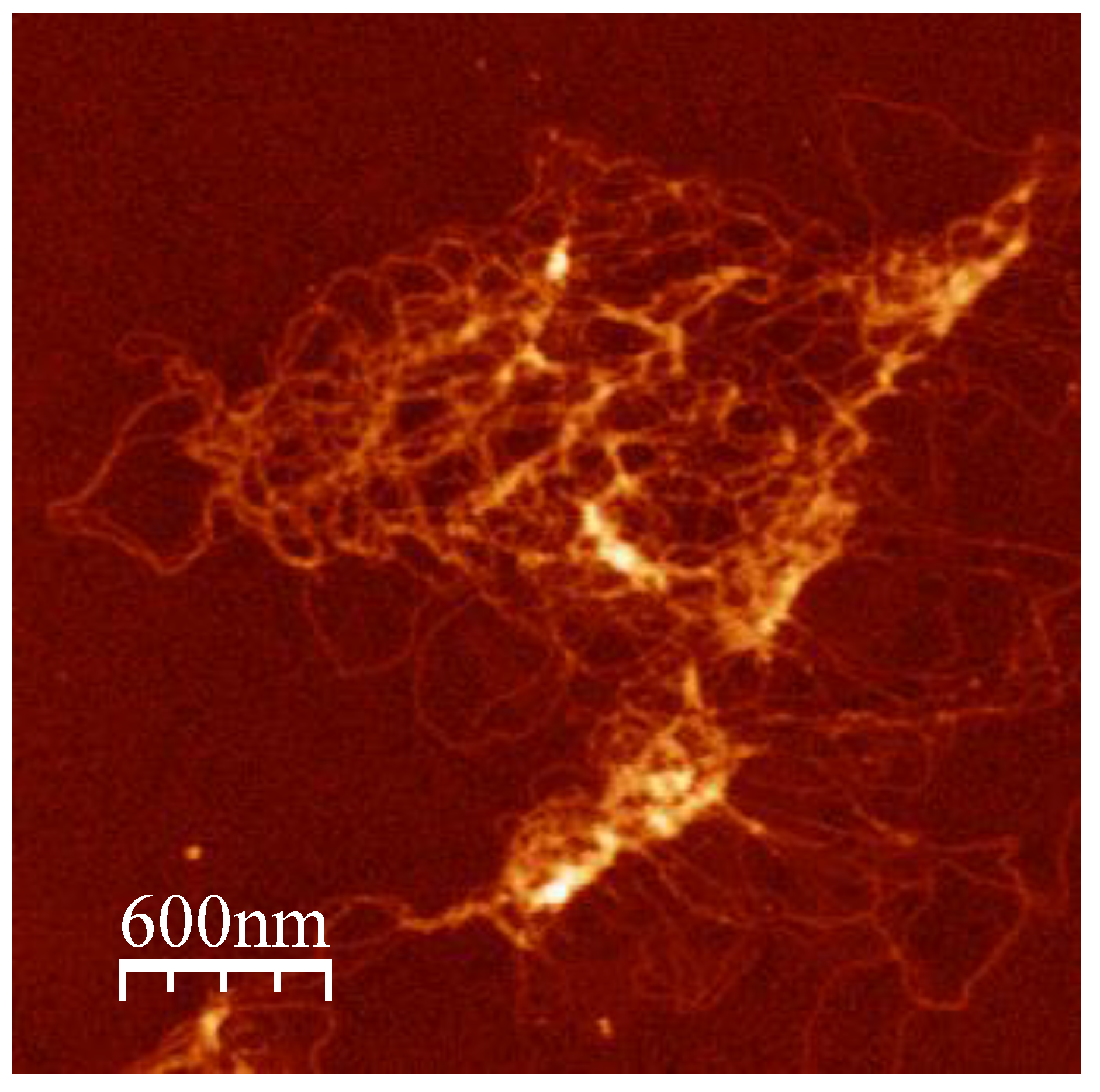 Biomolecules 12 00481 g007