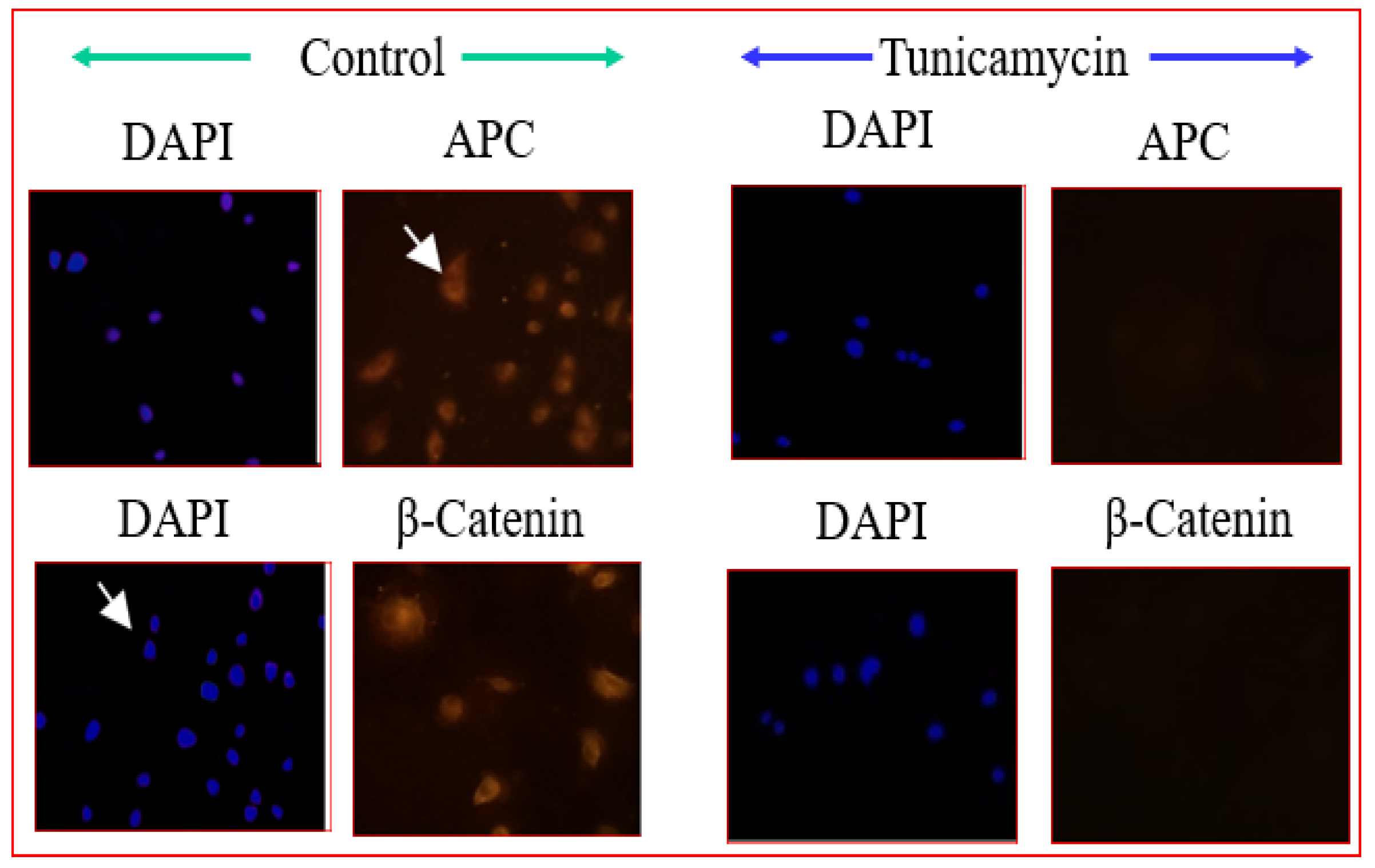 Biomolecules 12 00487 g004 Biomolecules 12 00487 g004