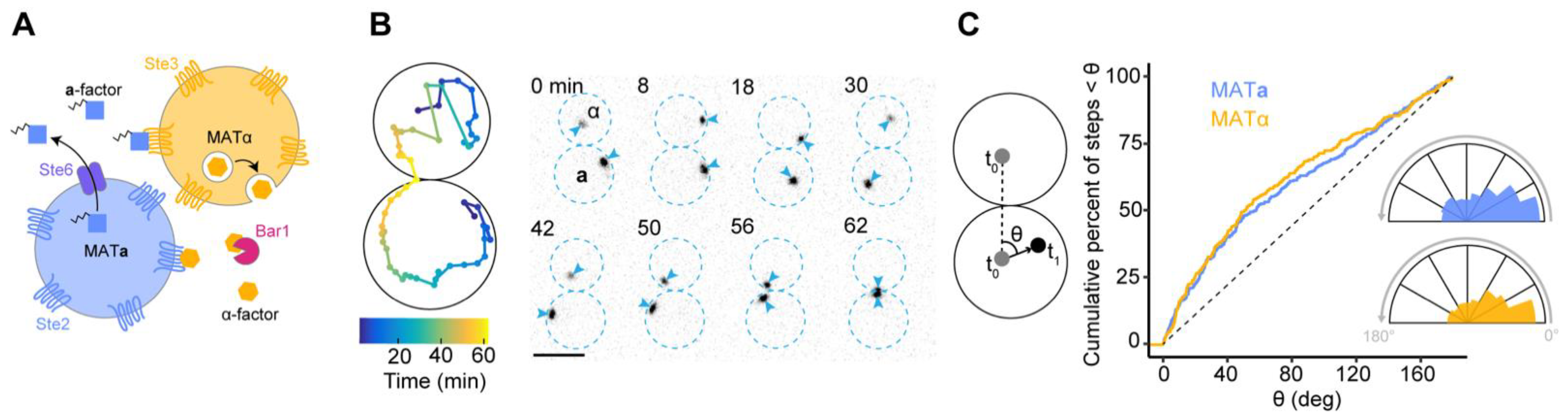 Biomolecules 12 00502 g001