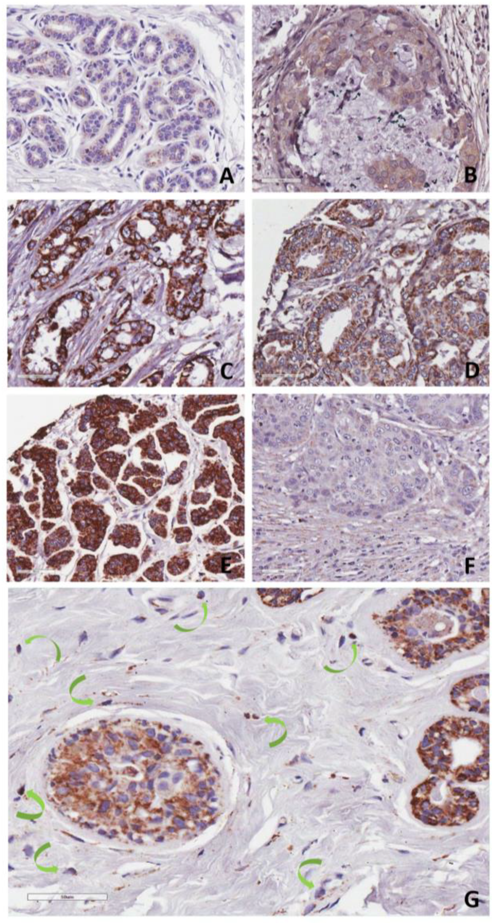 Biomolecules 12 00503 g002 Biomolecules 12 00503 g002