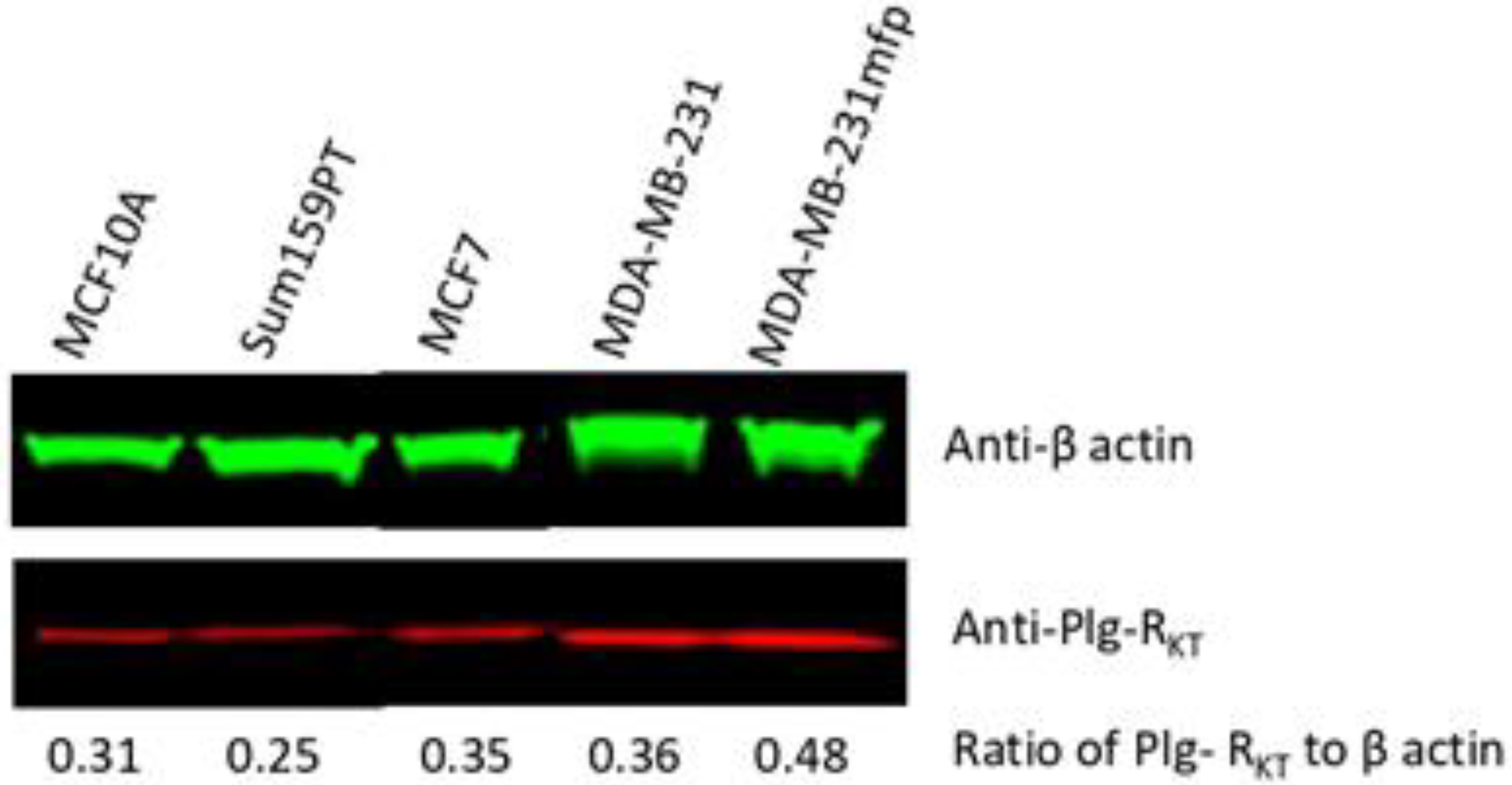 Biomolecules 12 00503 g004 Biomolecules 12 00503 g004
