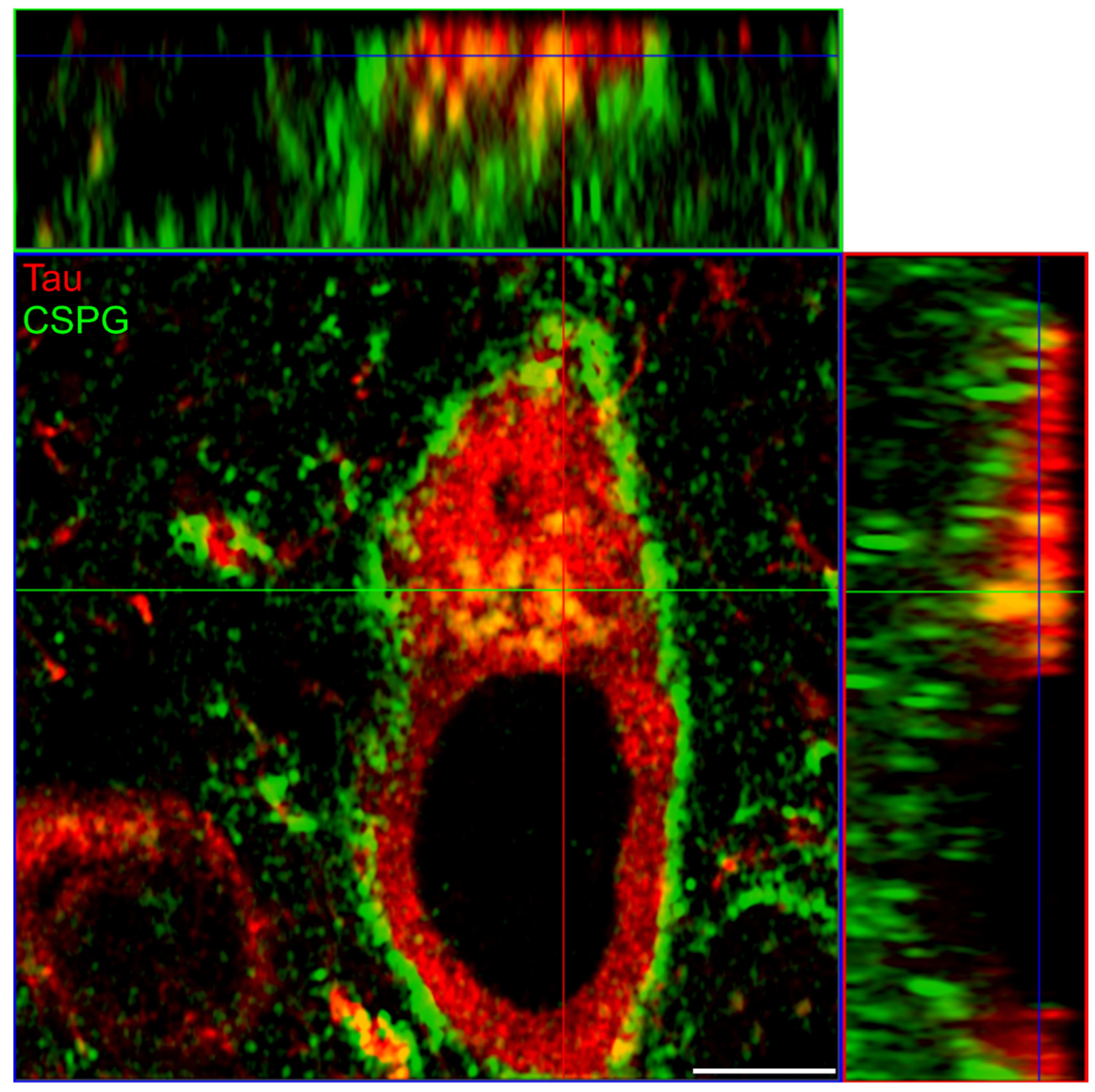 Biomolecules 12 00505 g006 Biomolecules 12 00505 g006