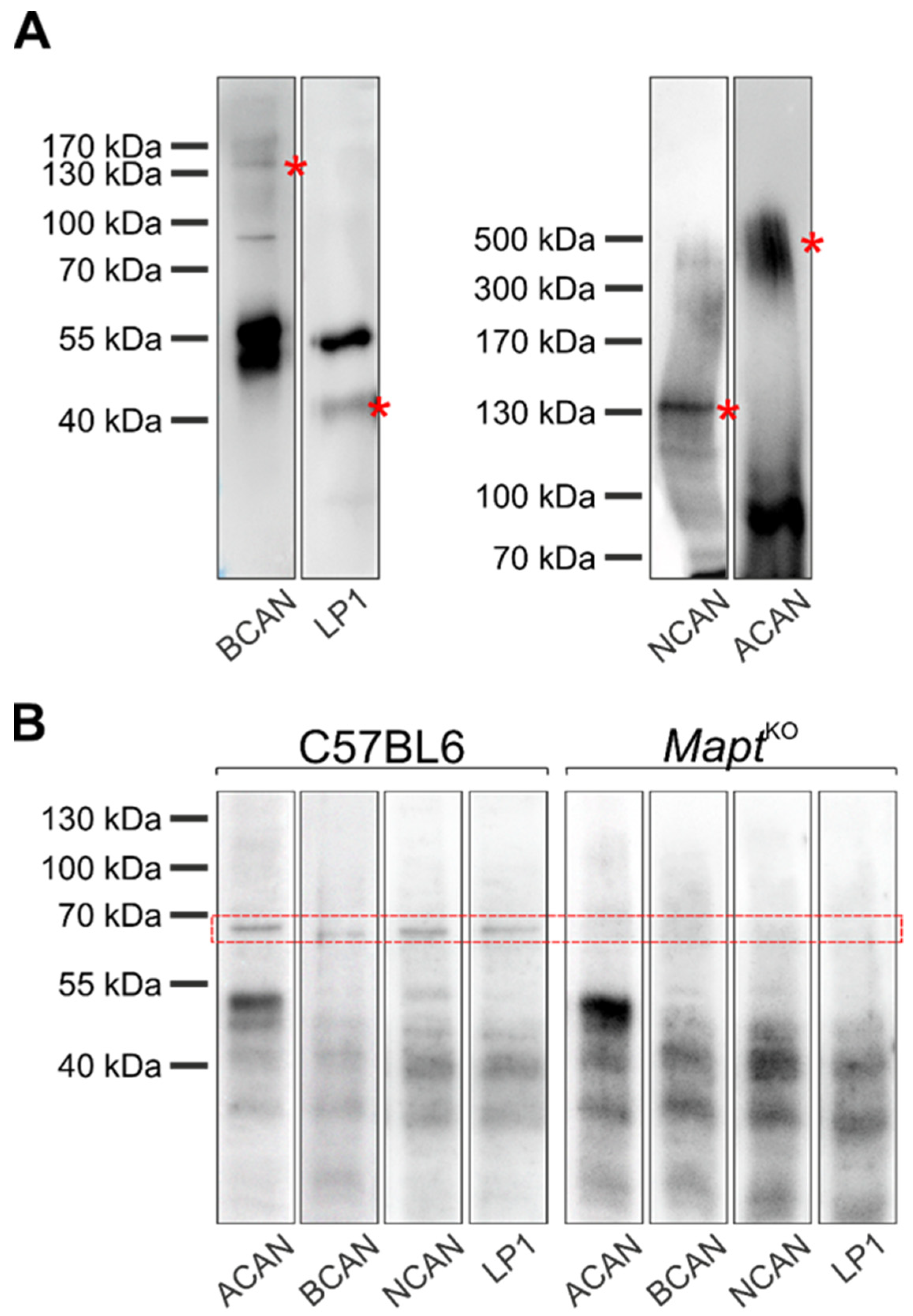 Biomolecules 12 00505 g007 Biomolecules 12 00505 g007