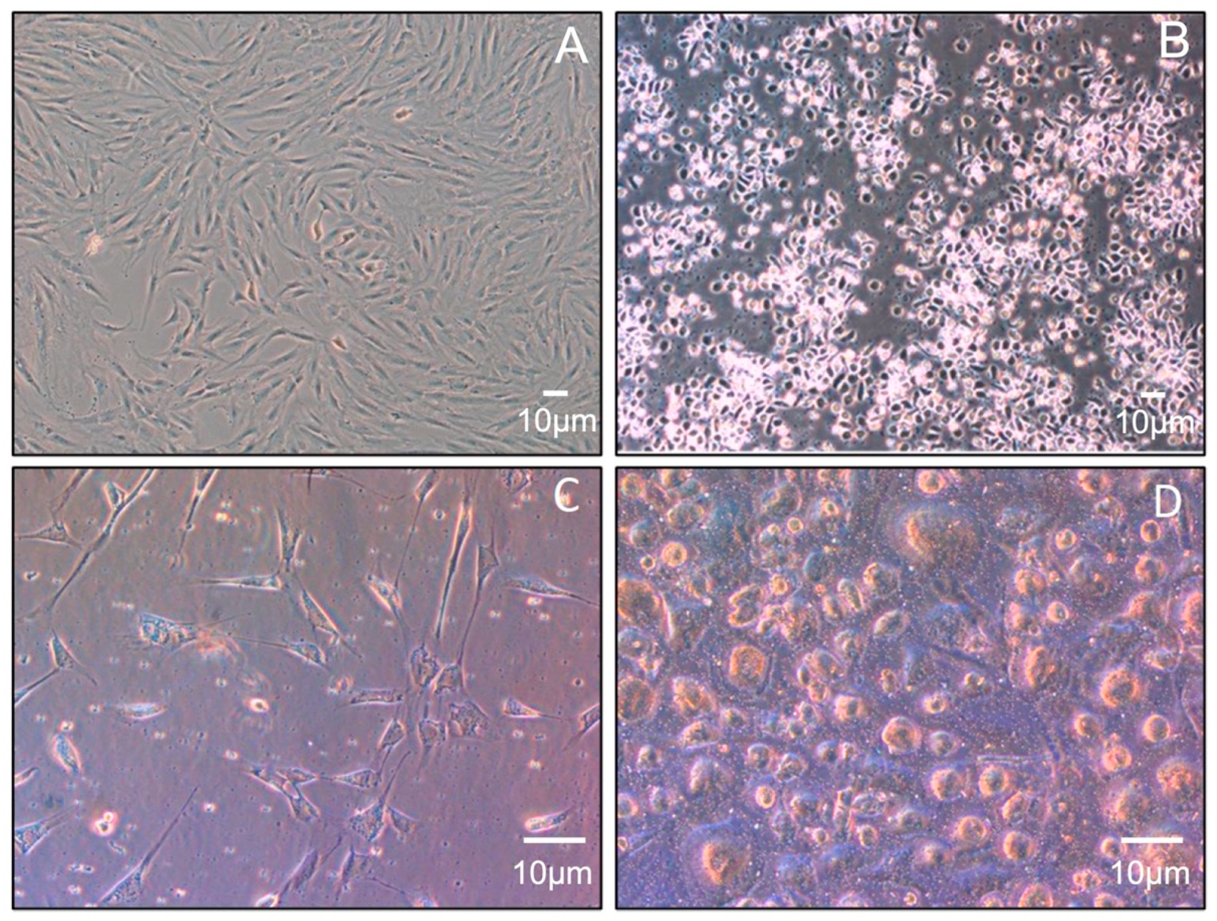 Biomolecules 12 00534 g002