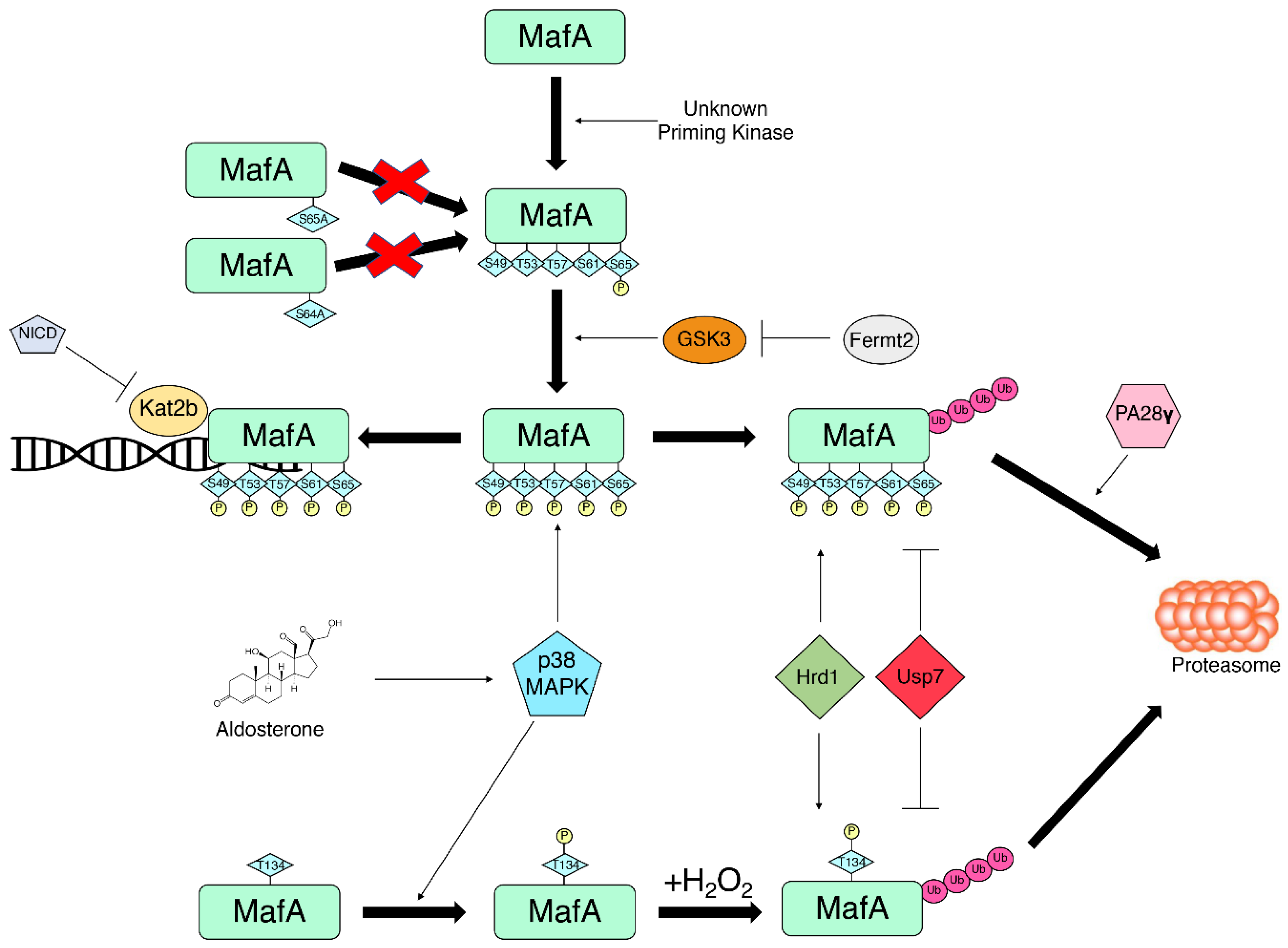 Biomolecules 12 00535 g002