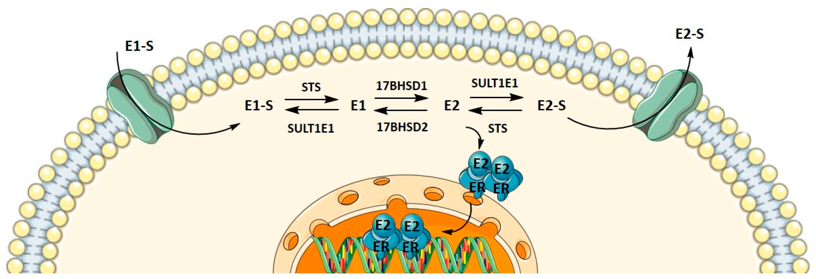 Biomolecules 12 00545 g001 Biomolecules 12 00545 g001