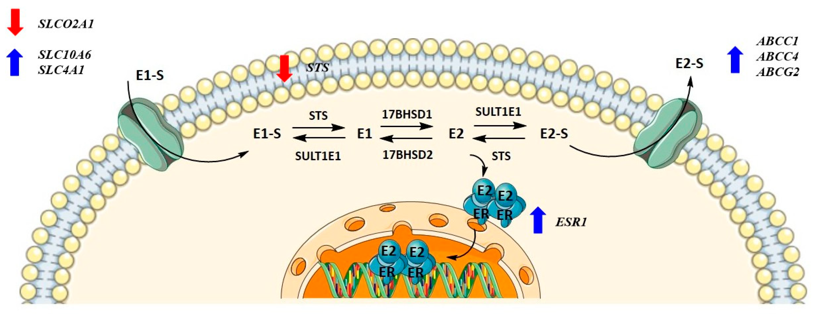 Biomolecules 12 00545 g007 Biomolecules 12 00545 g007