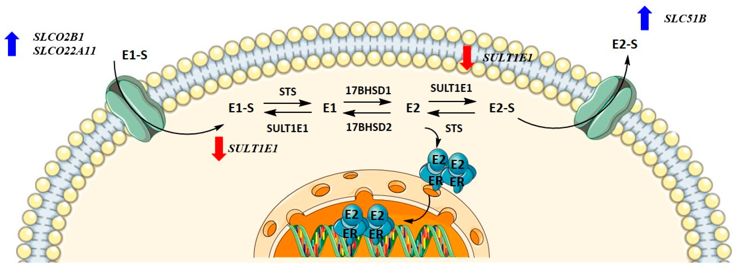 Biomolecules 12 00545 g008 Biomolecules 12 00545 g008
