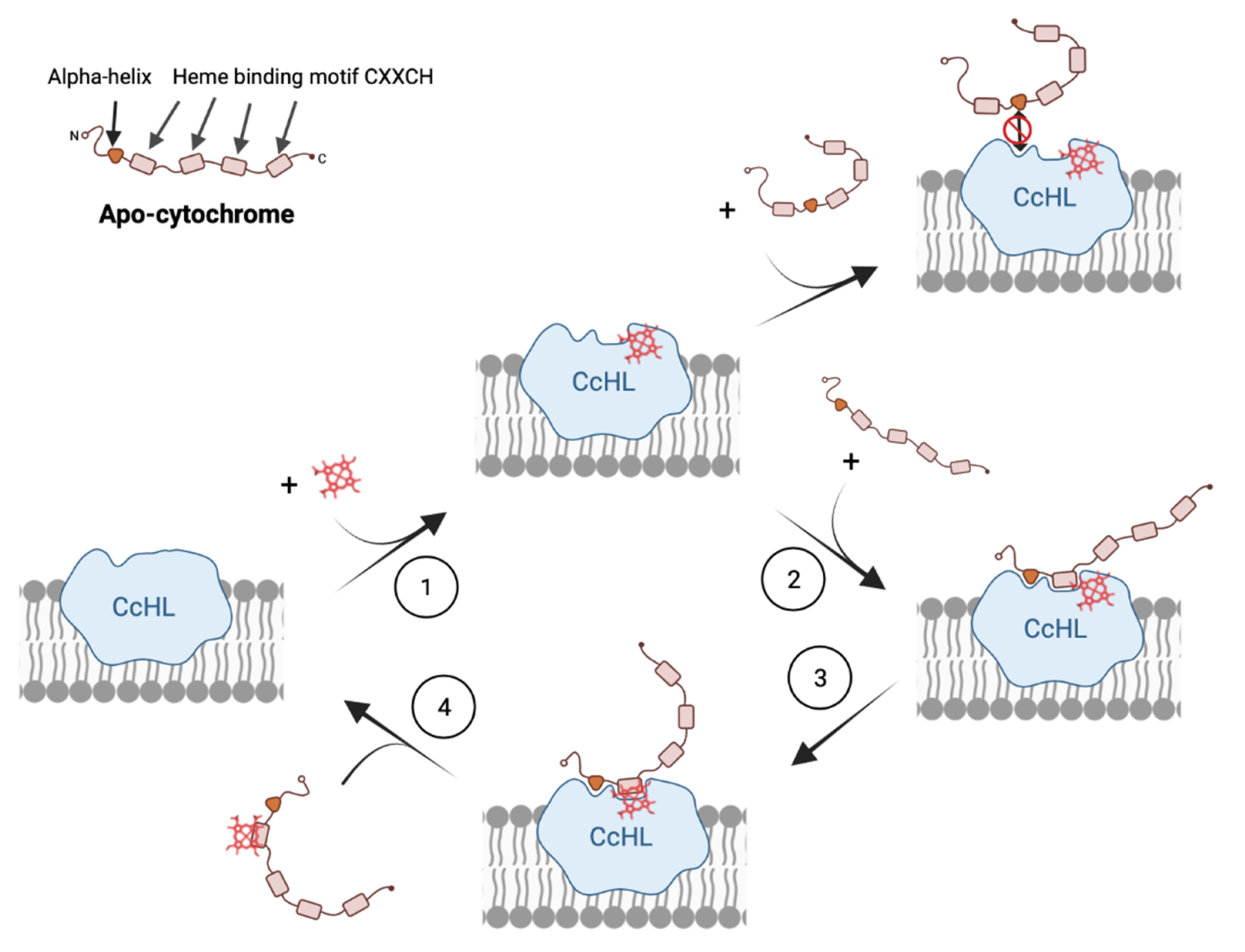 Biomolecules 12 00549 g004 Biomolecules 12 00549 g004