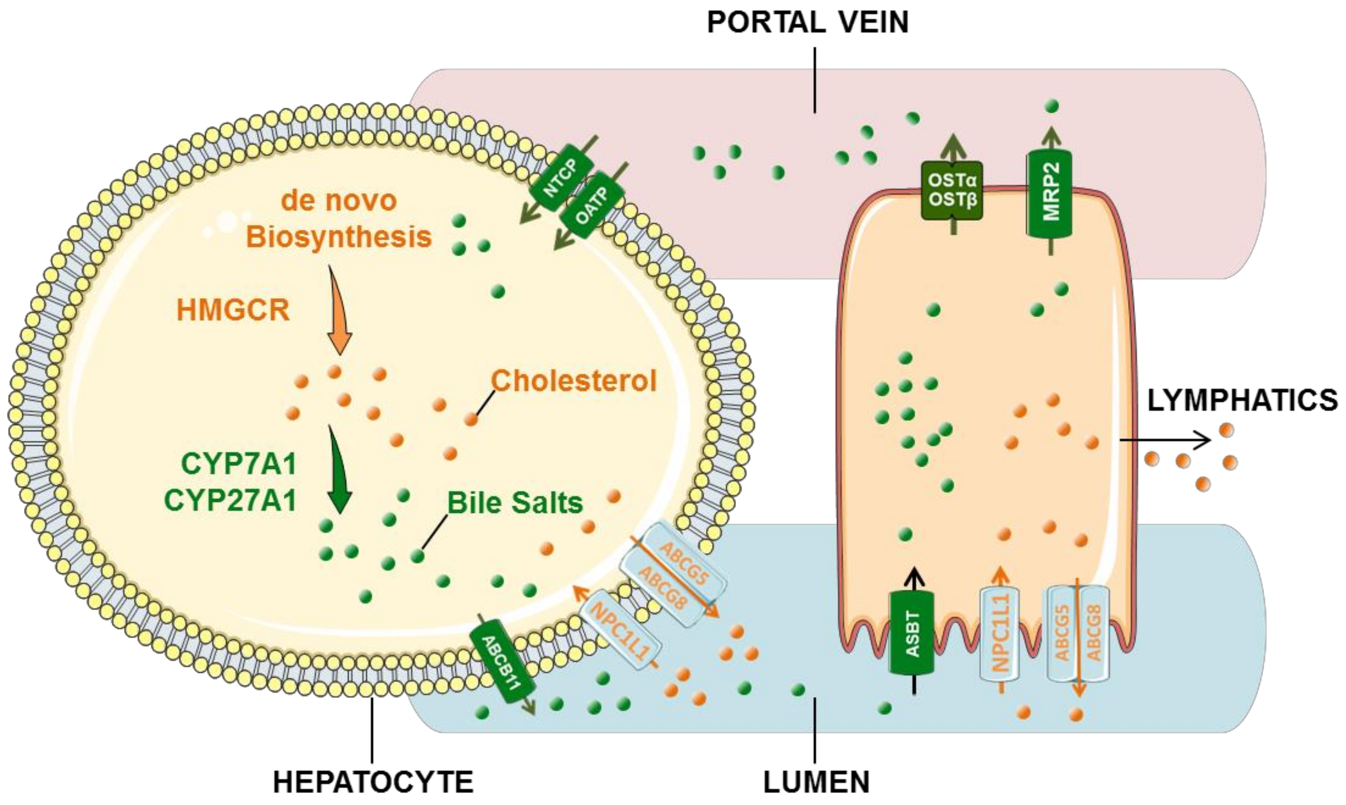 Biomolecules 12 00550 g001 Biomolecules 12 00550 g001