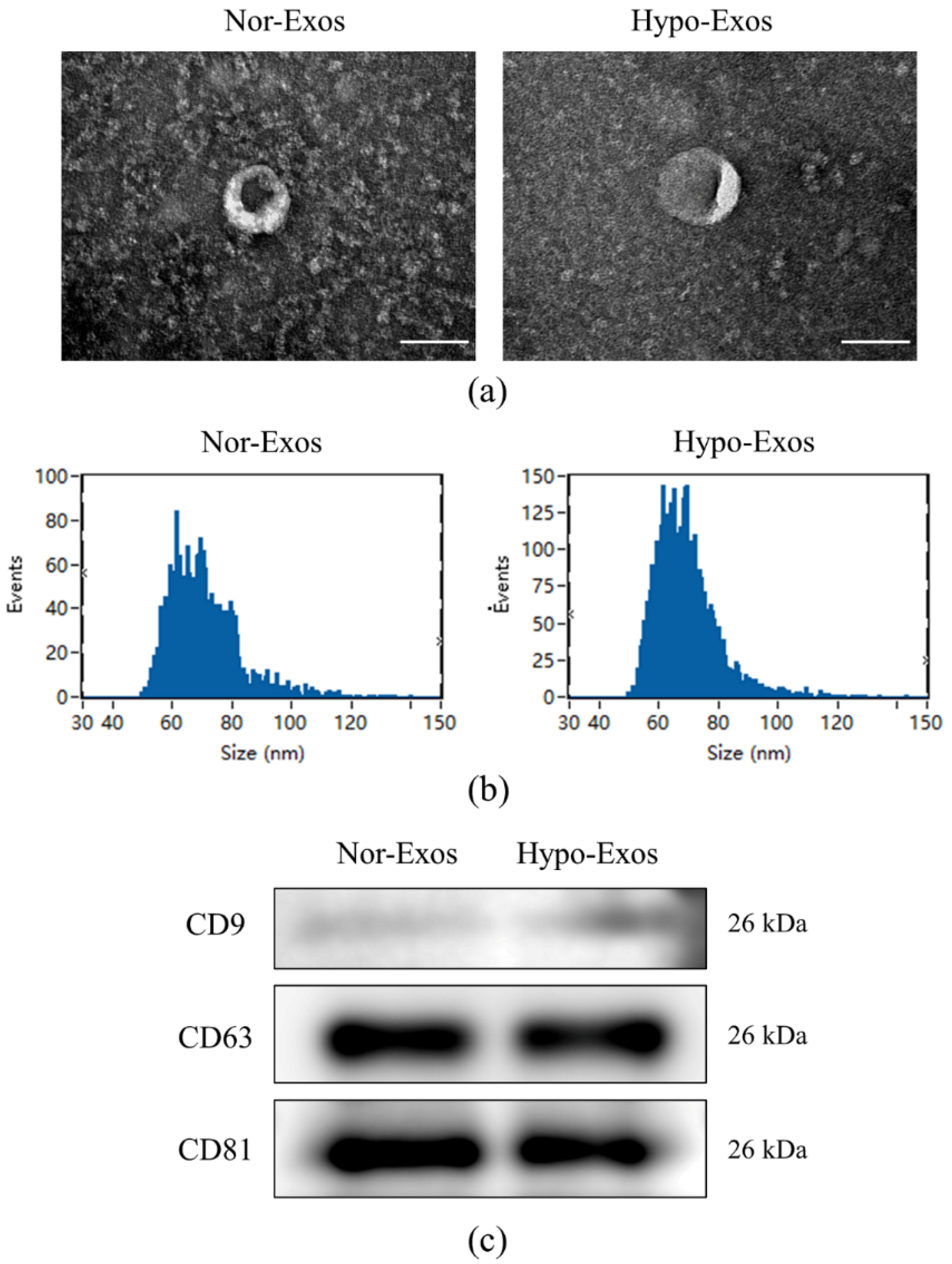 Biomolecules 12 00575 g002