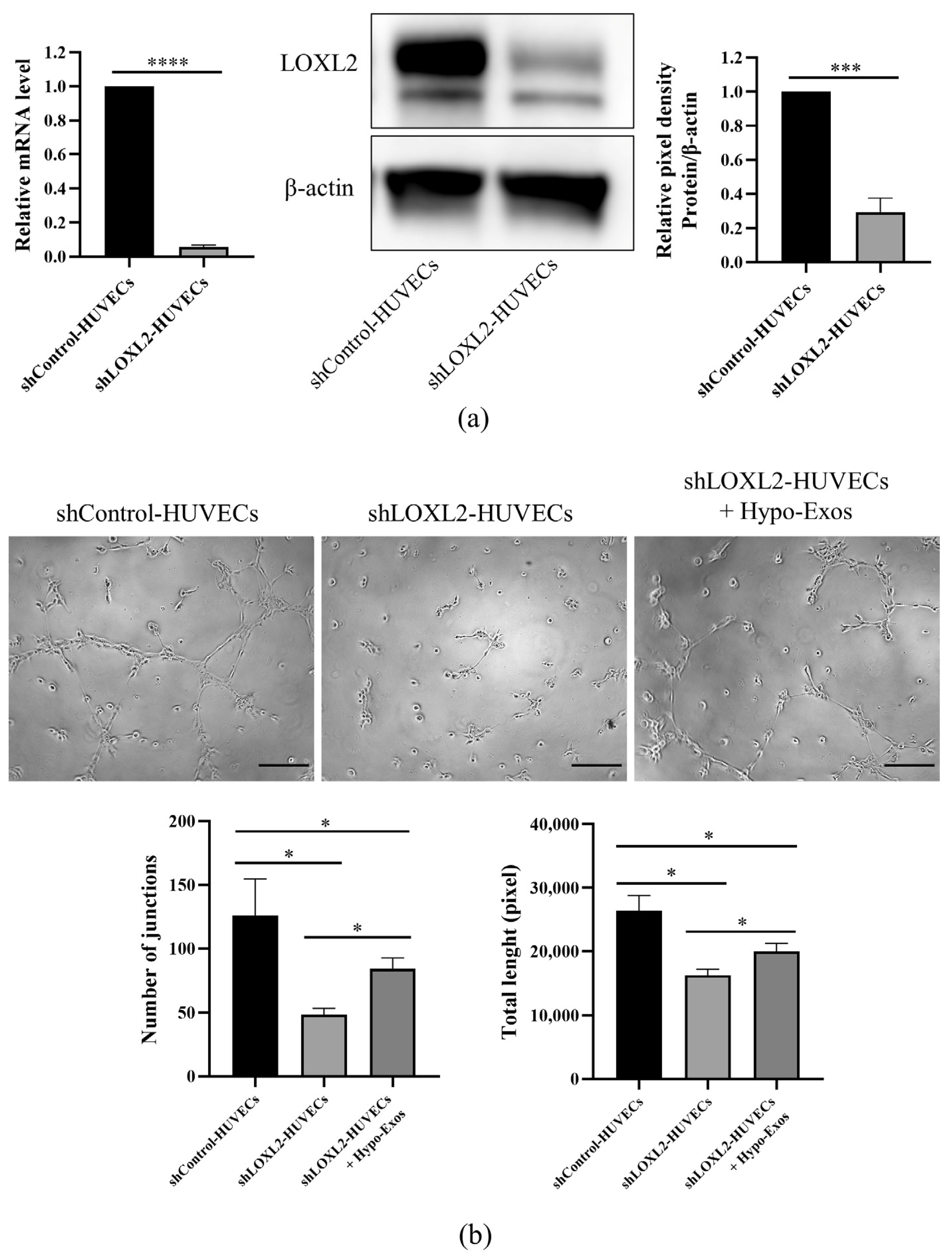 Biomolecules 12 00575 g008