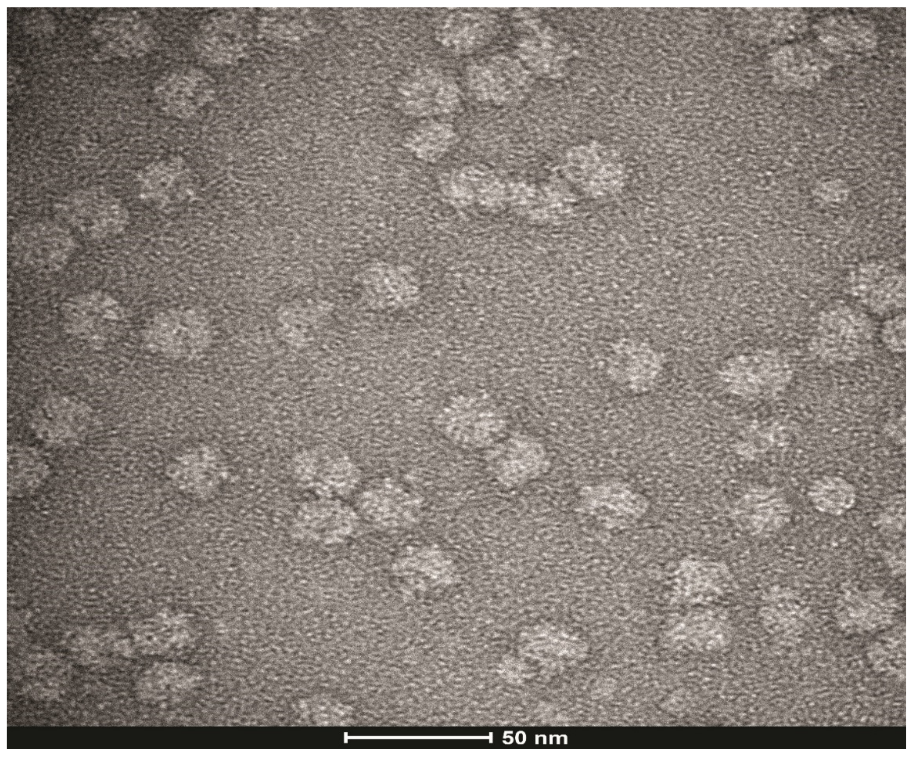 Biomolecules 12 00577 g003