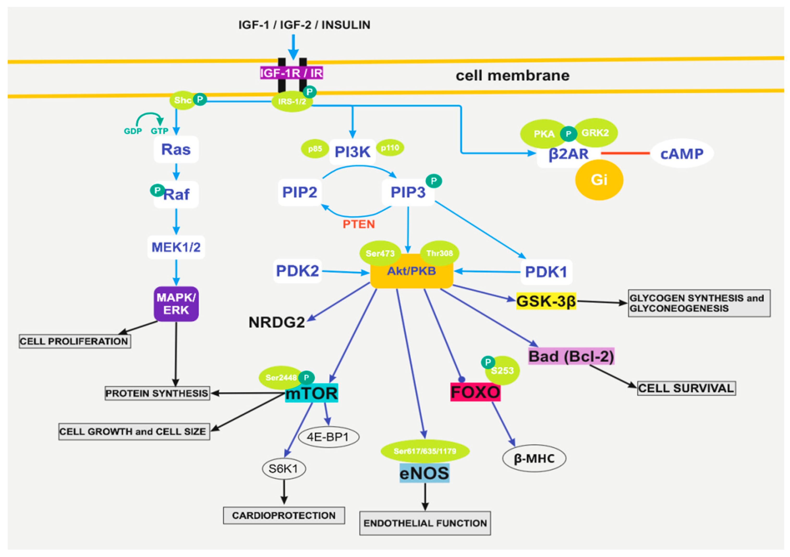 Biomolecules 12 00578 g001 Biomolecules 12 00578 g001