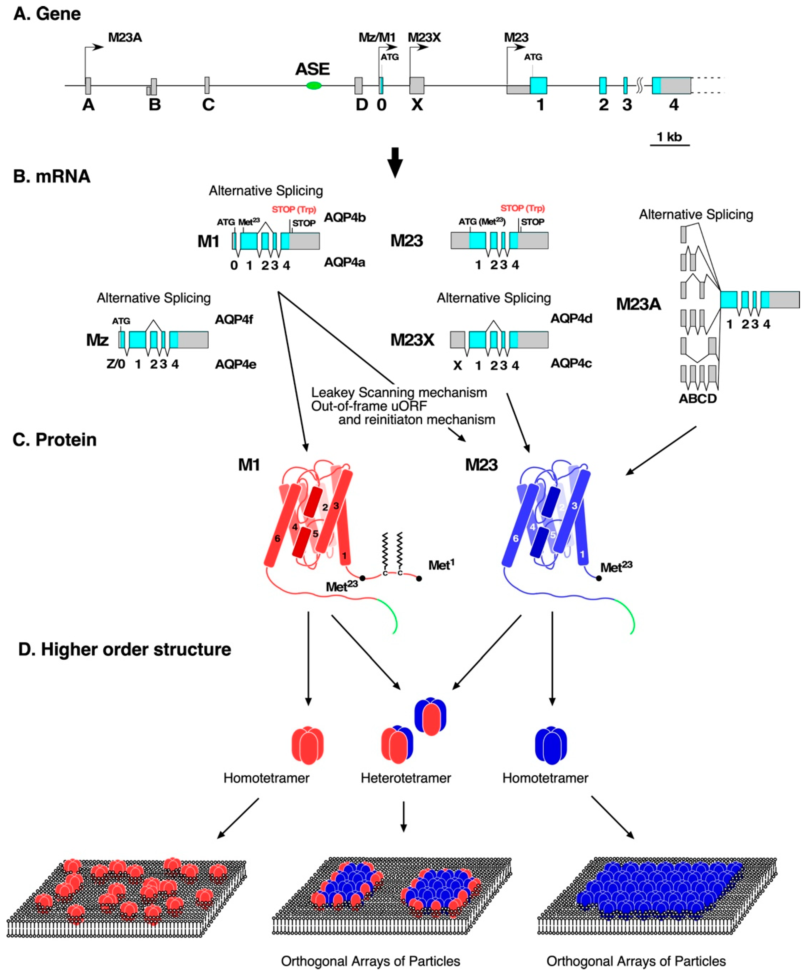 Biomolecules 12 00591 g001