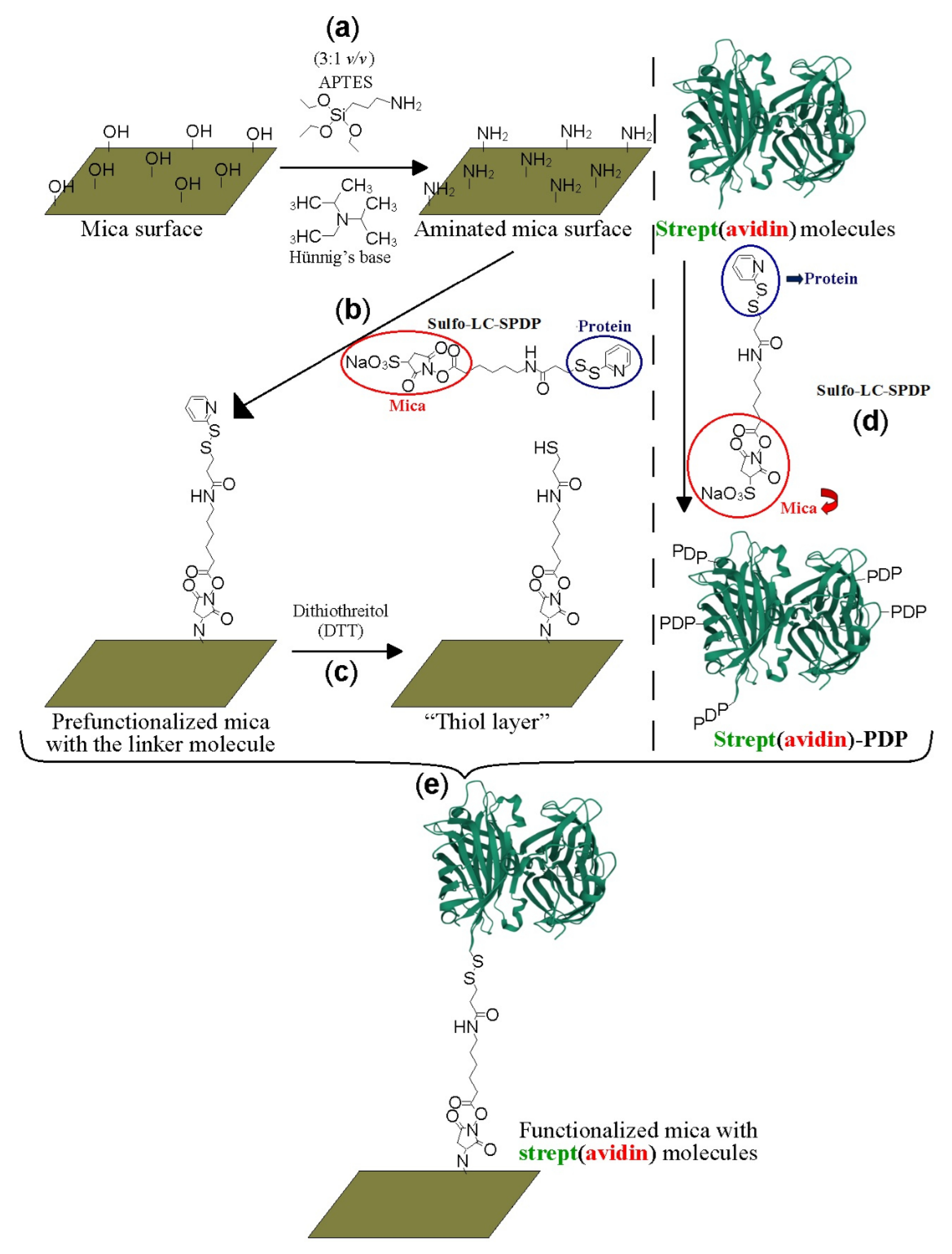 Biomolecules 12 00594 g001 Biomolecules 12 00594 g001