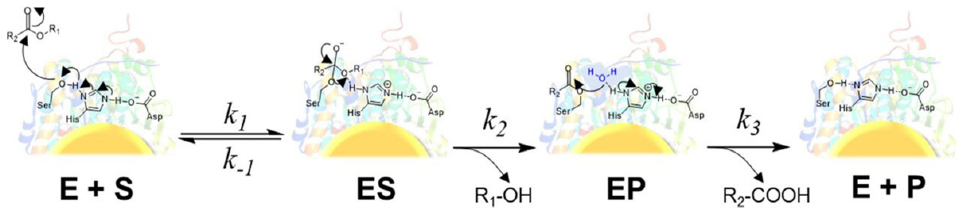 Biomolecules 12 00599 g002