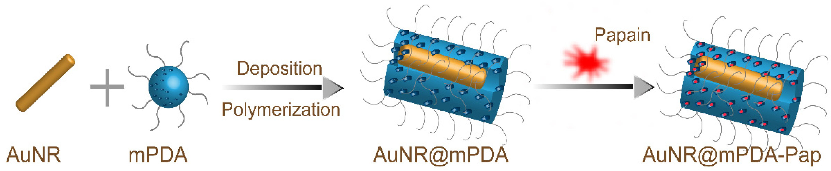 Biomolecules 12 00599 g004