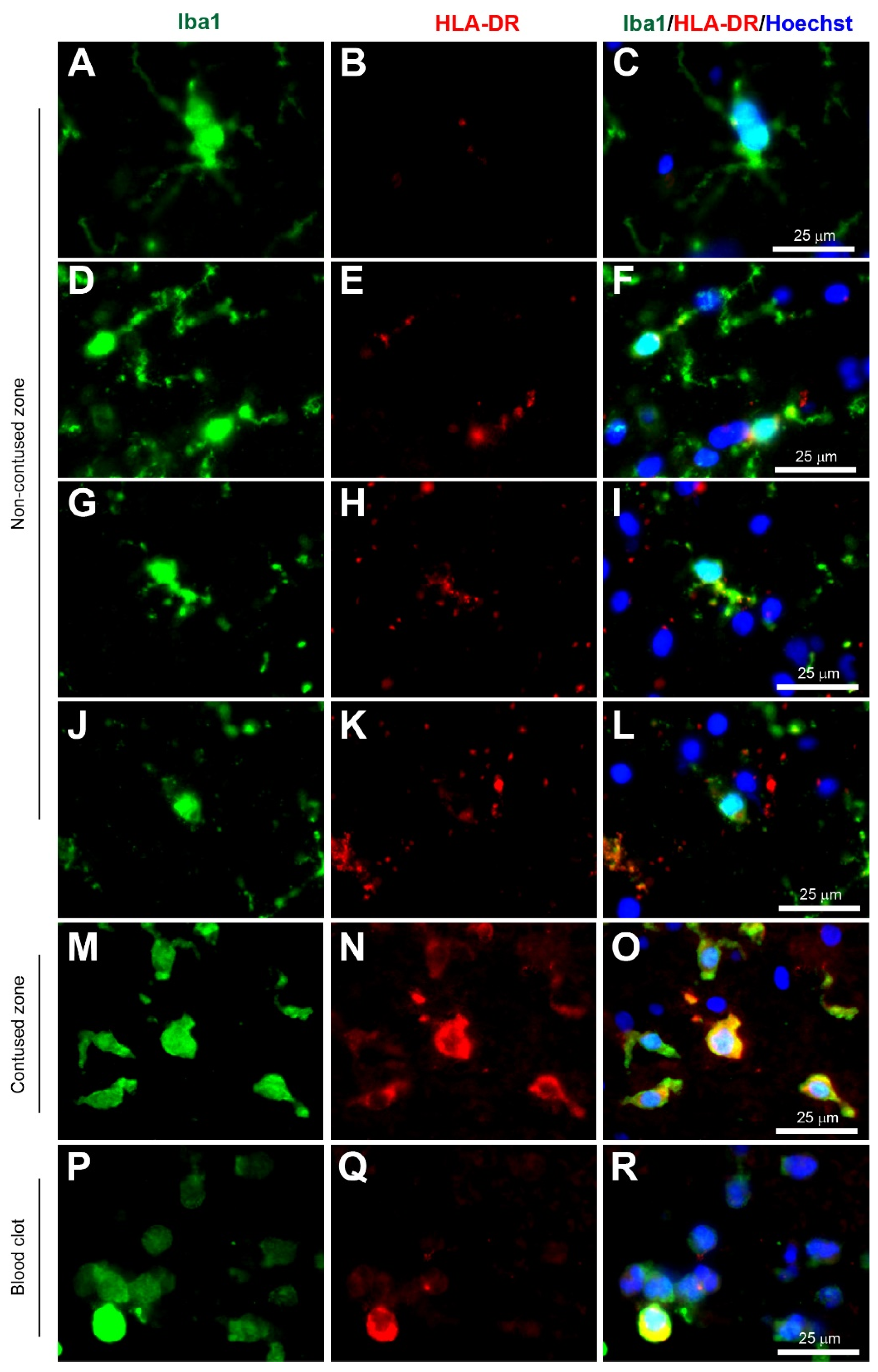 Biomolecules 12 00603 g001 Biomolecules 12 00603 g001