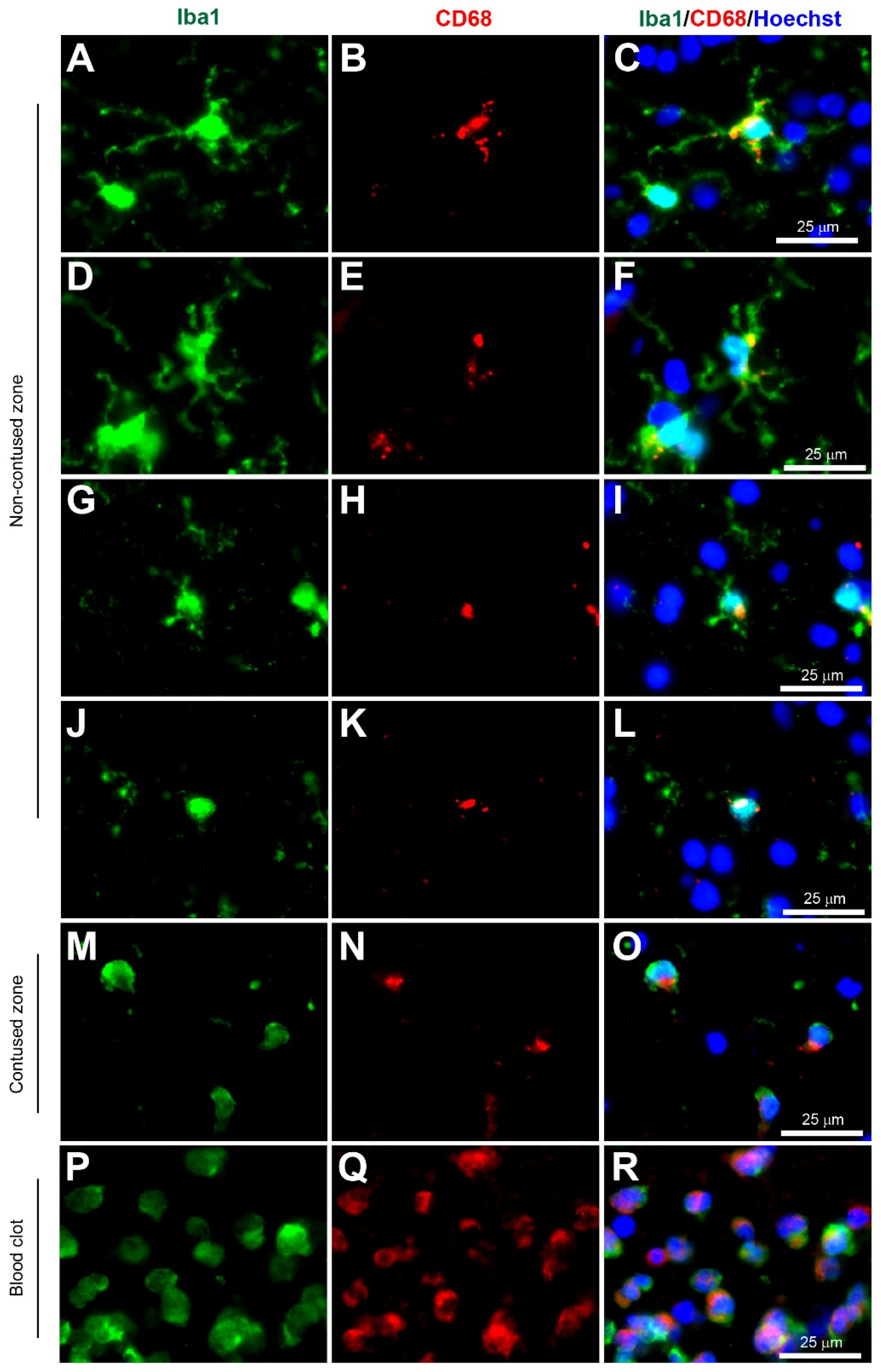 Biomolecules 12 00603 g002 Biomolecules 12 00603 g002