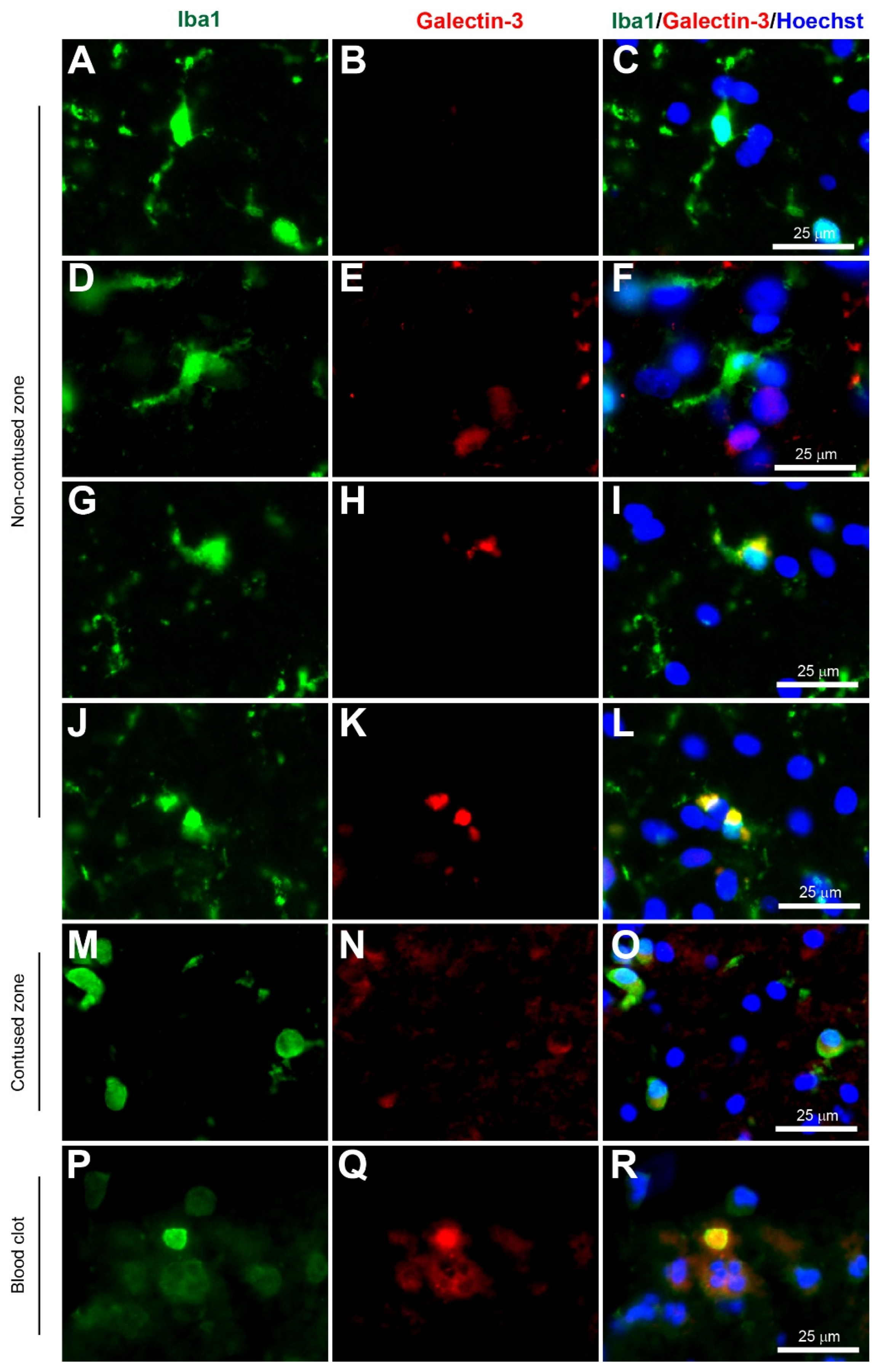 Biomolecules 12 00603 g003 Biomolecules 12 00603 g003