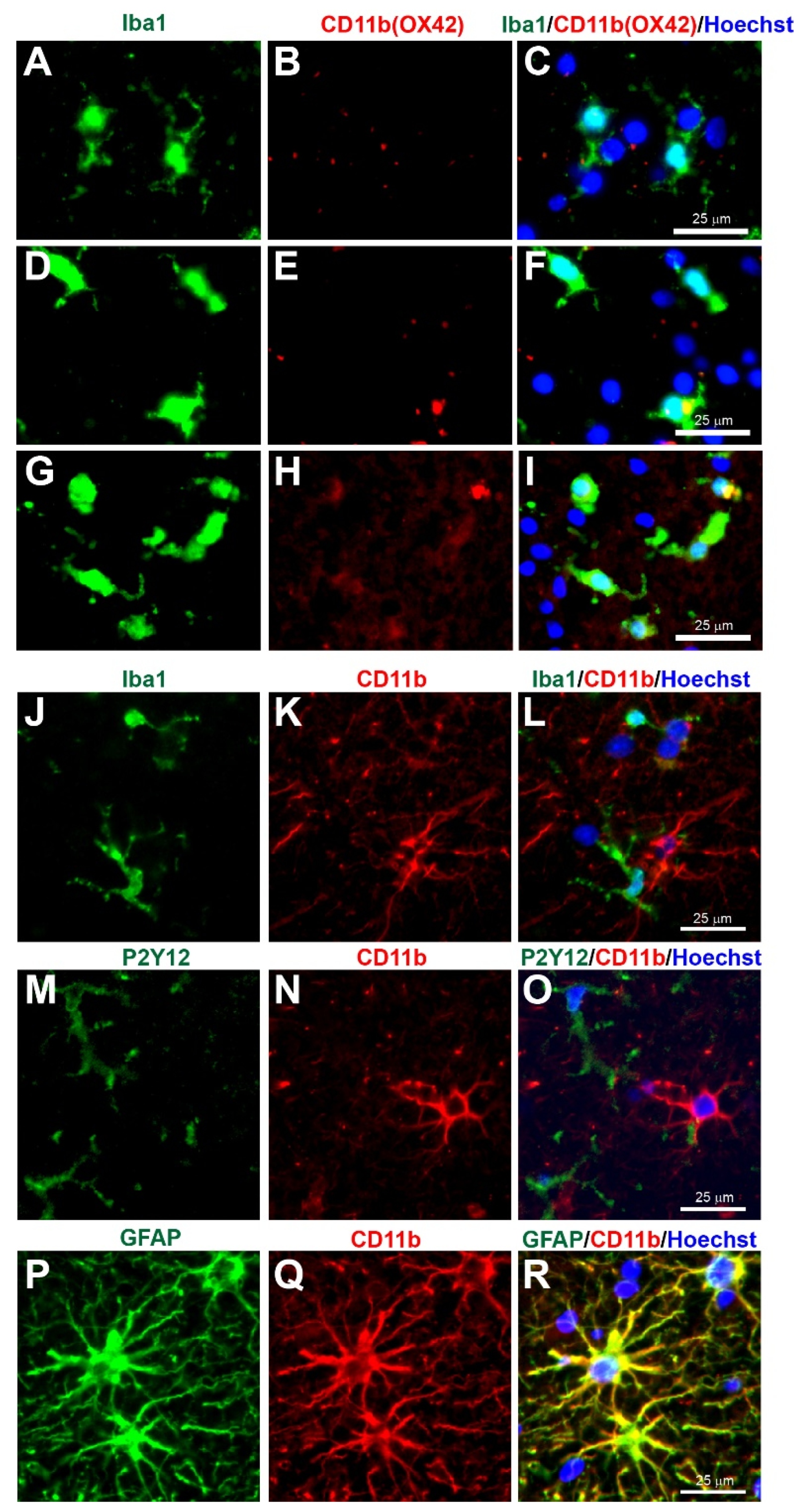 Biomolecules 12 00603 g006 Biomolecules 12 00603 g006