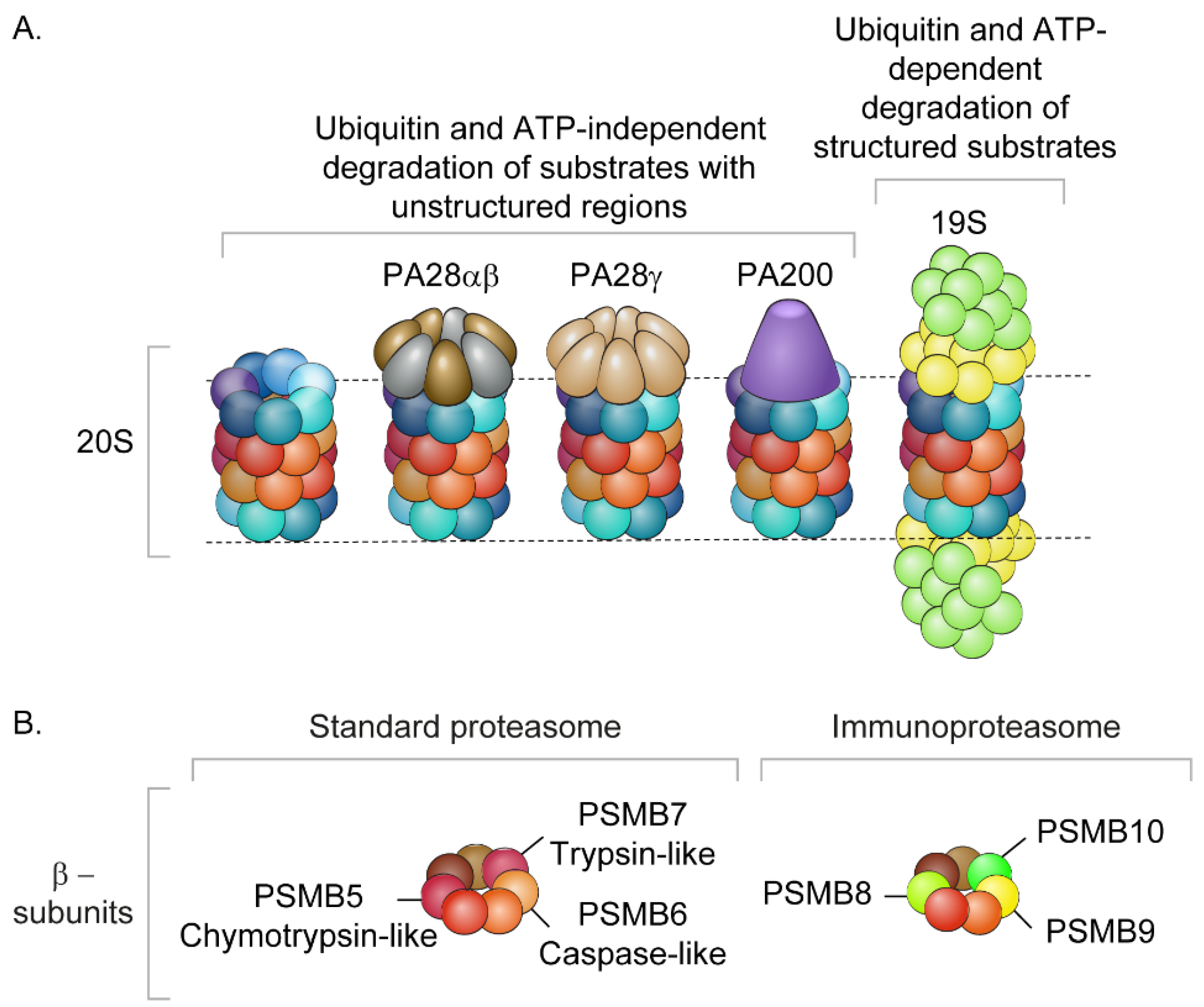 Biomolecules 12 00619 g001