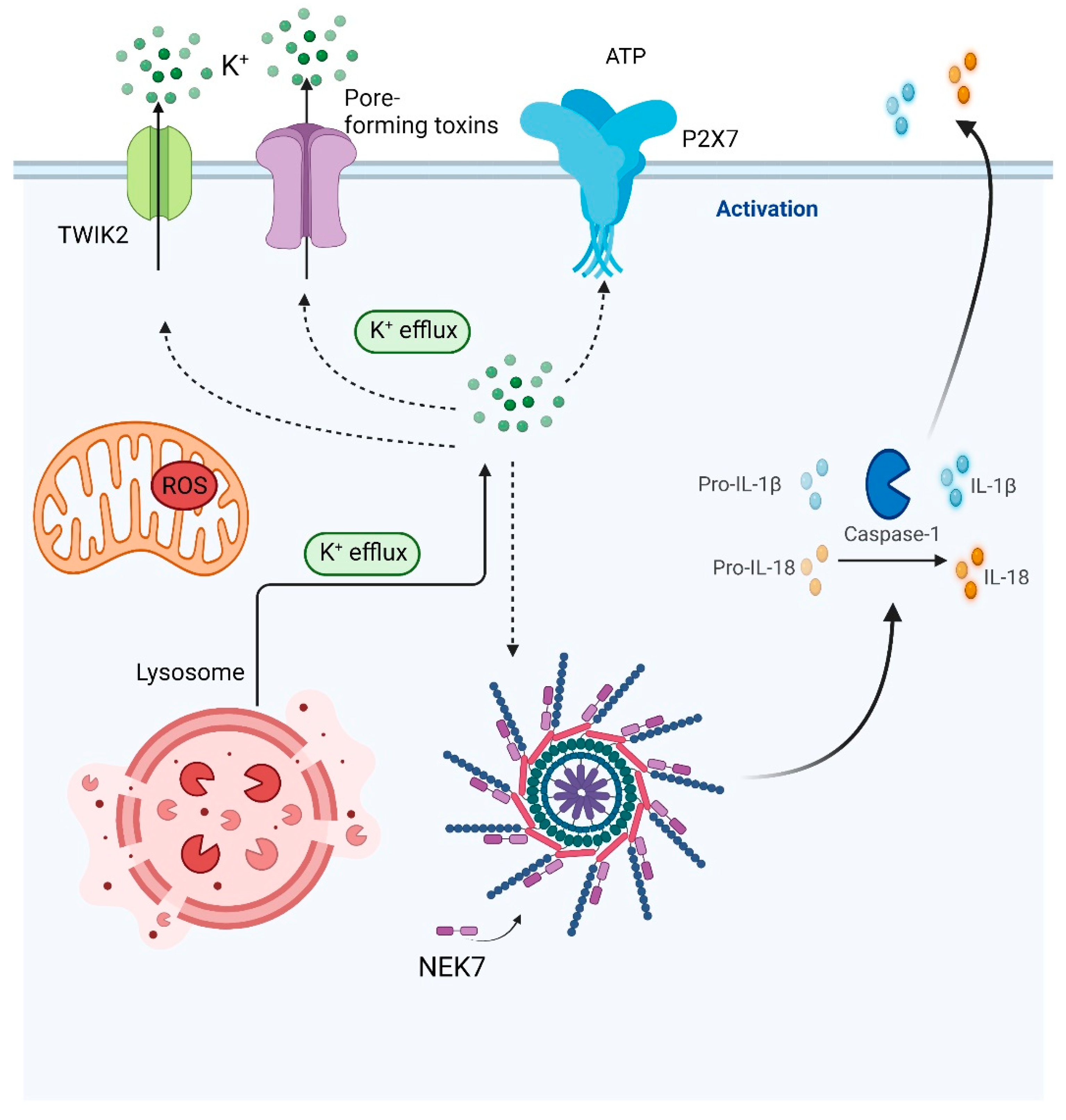 Biomolecules 12 00634 g003 Biomolecules 12 00634 g003