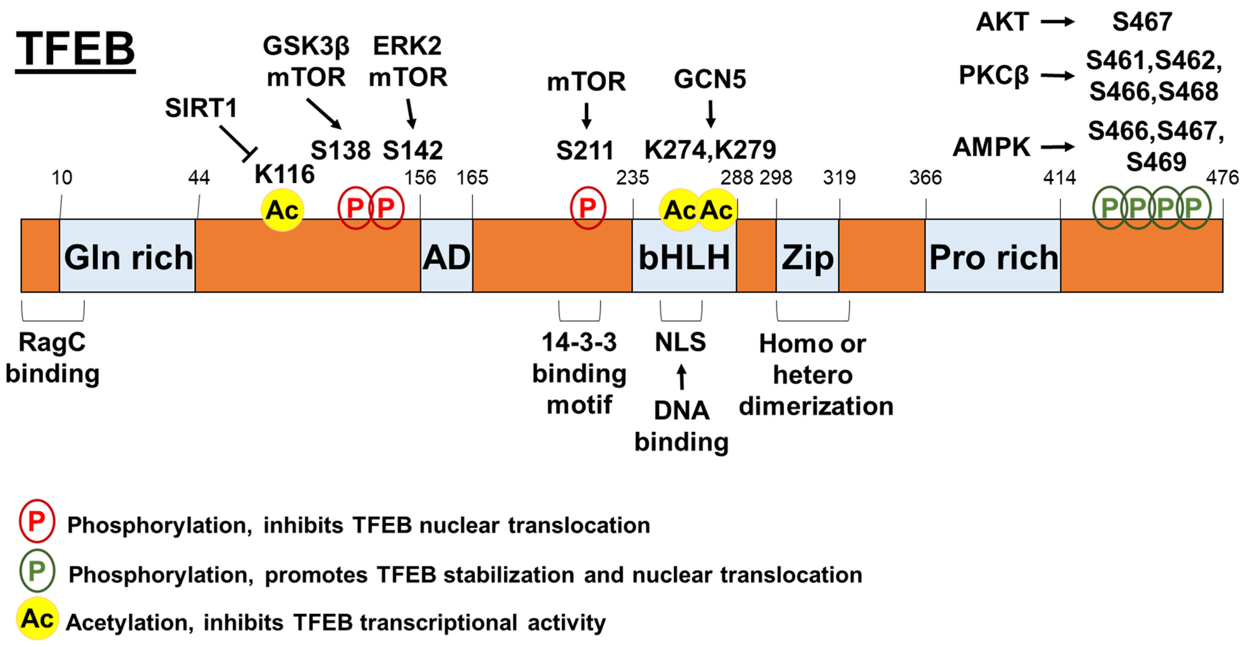 Biomolecules 12 00672 g001