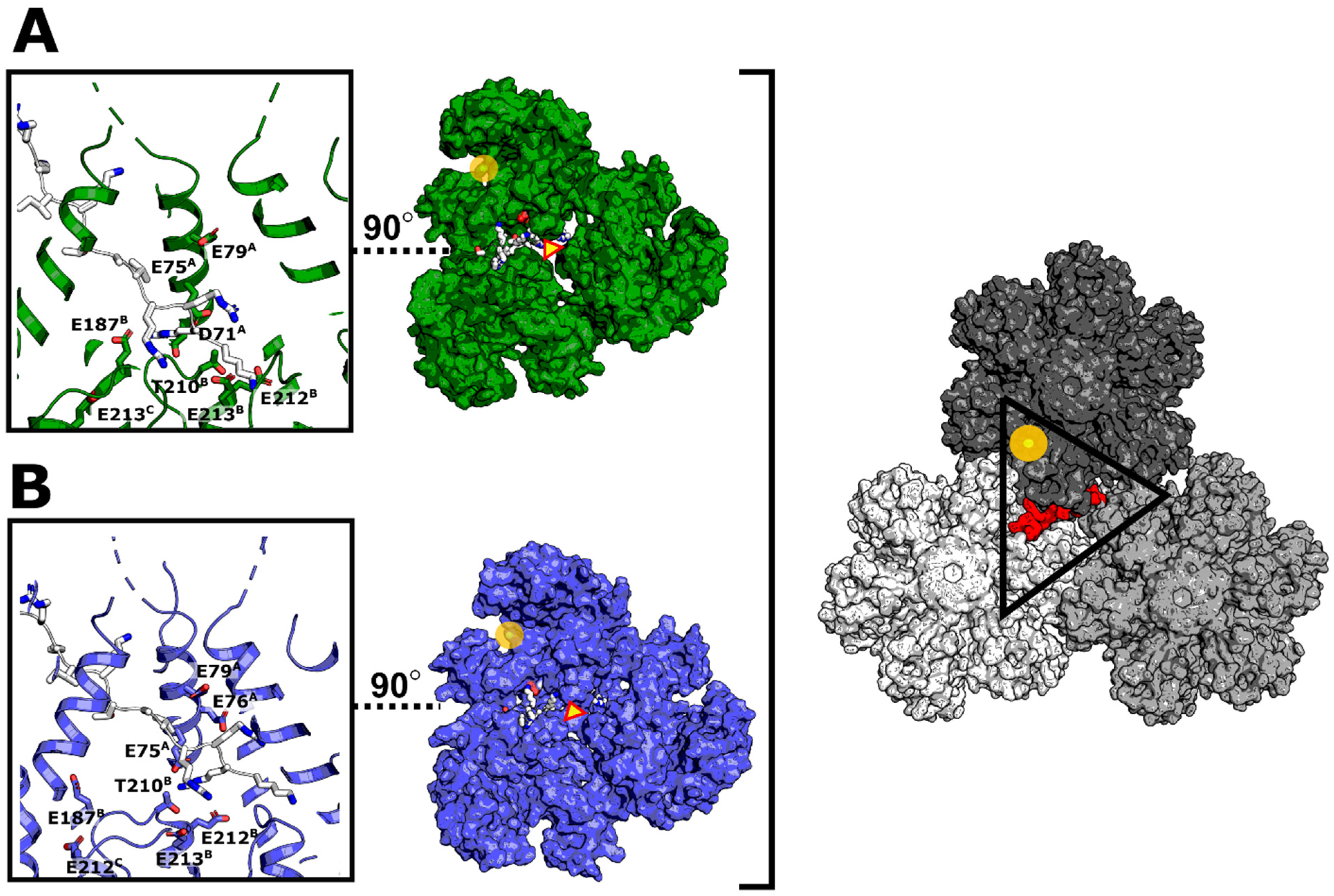 Biomolecules 12 00695 g016 Biomolecules 12 00695 g016