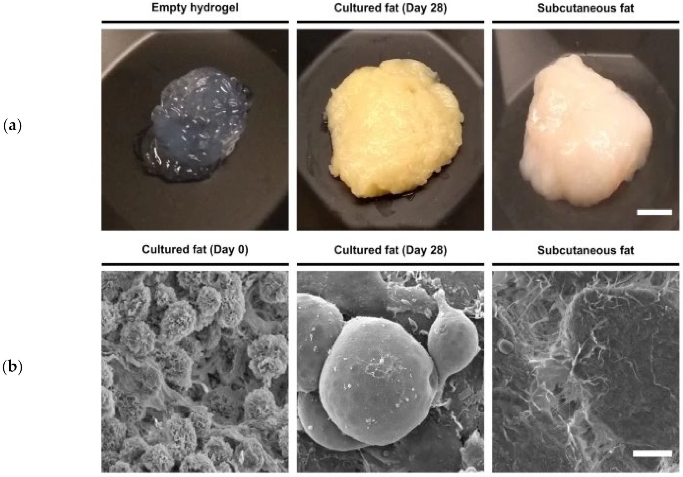 Biomolecules 12 00699 g002