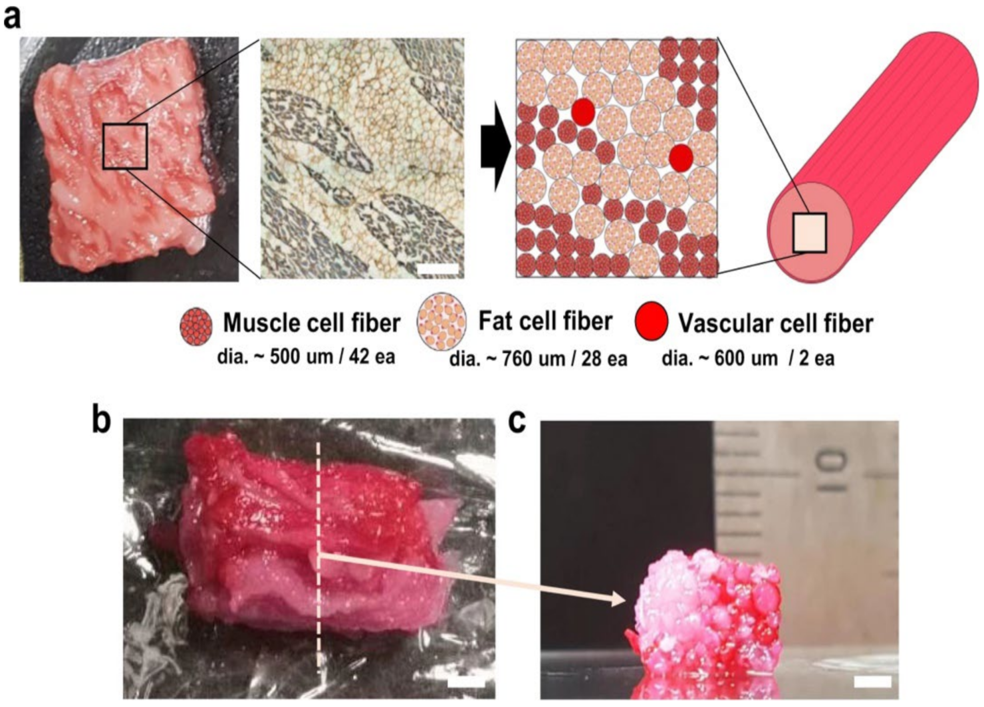 Biomolecules 12 00699 g003