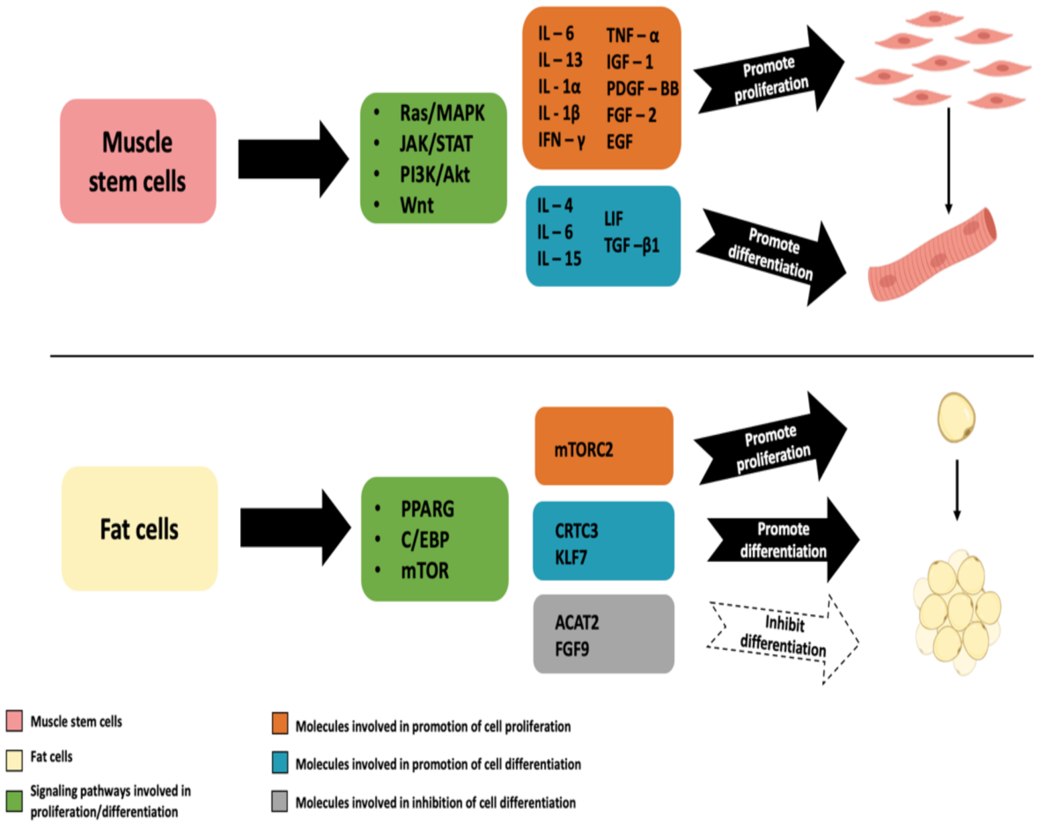 Biomolecules 12 00699 g004