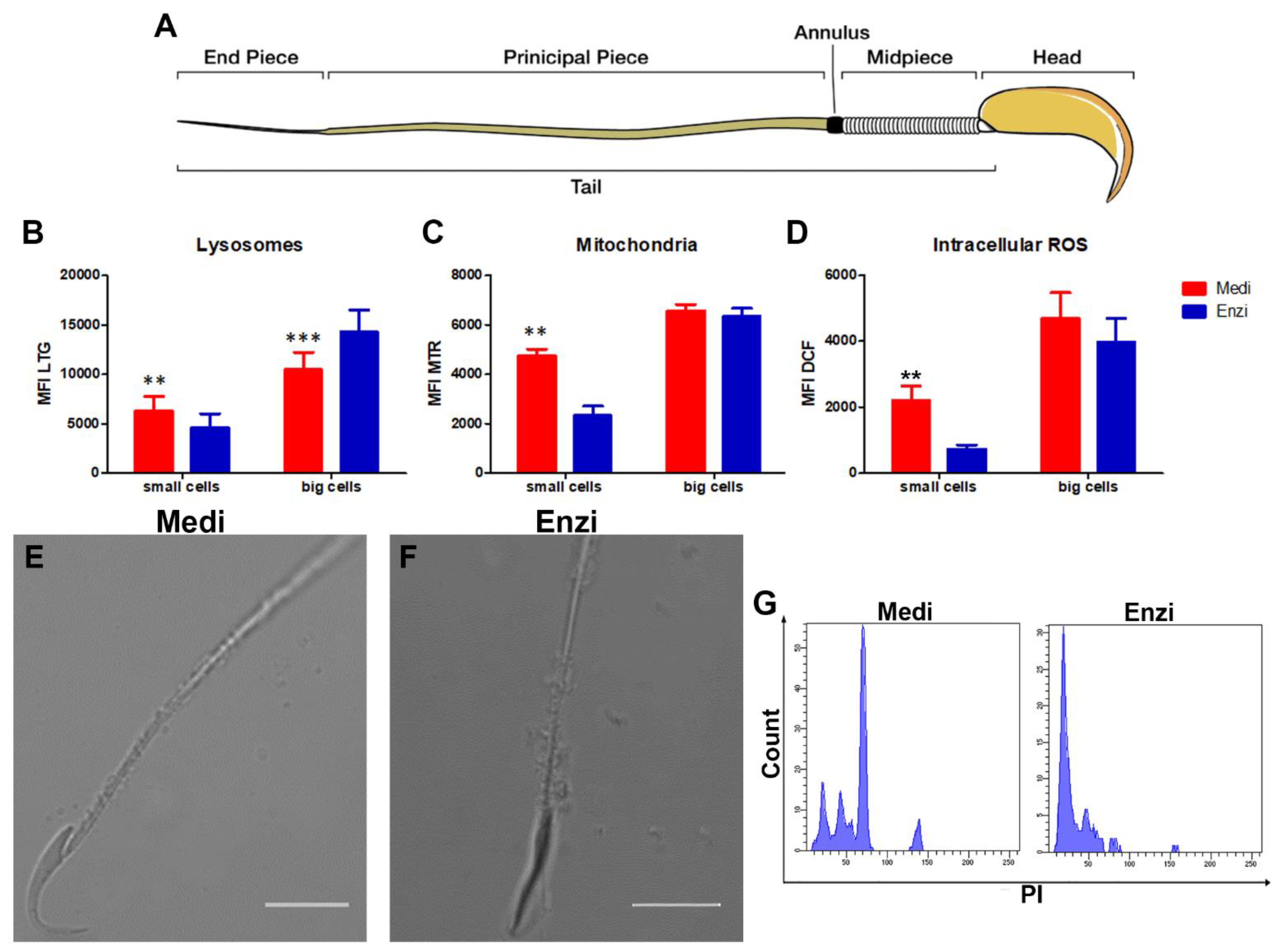 Biomolecules 12 00701 g006 Biomolecules 12 00701 g006