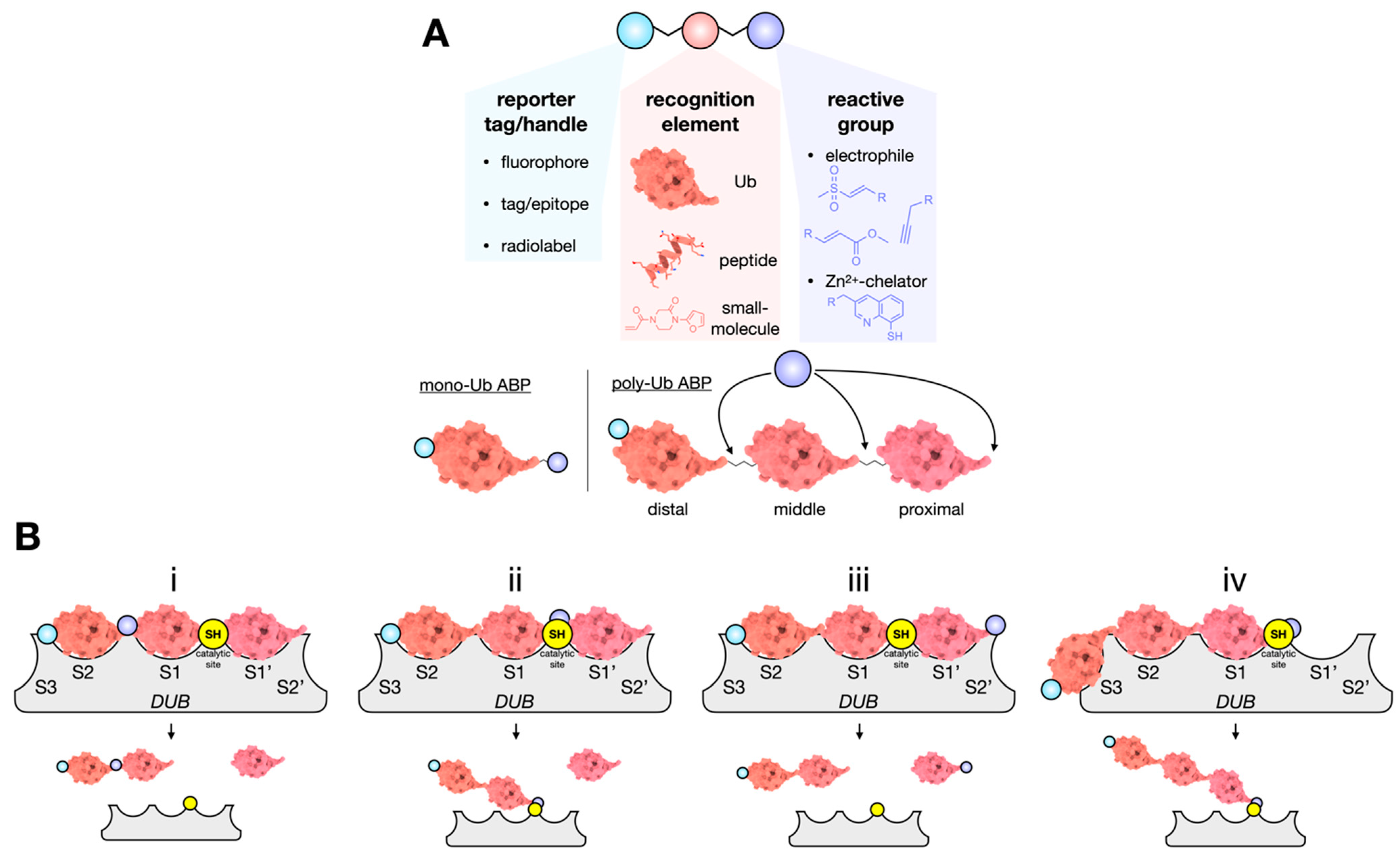 Biomolecules 12 00703 g003