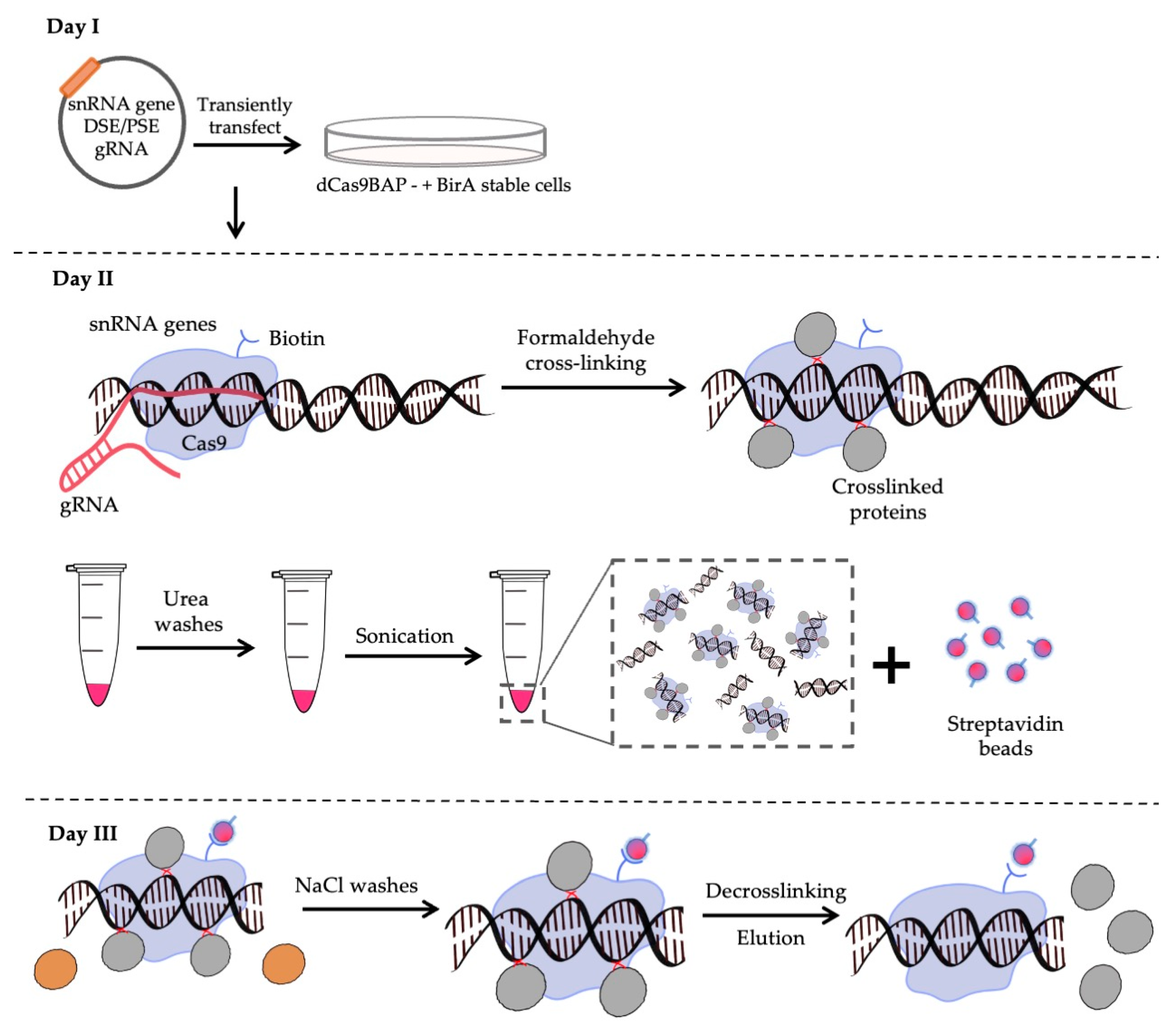 Biomolecules 12 00704 g001 Biomolecules 12 00704 g001