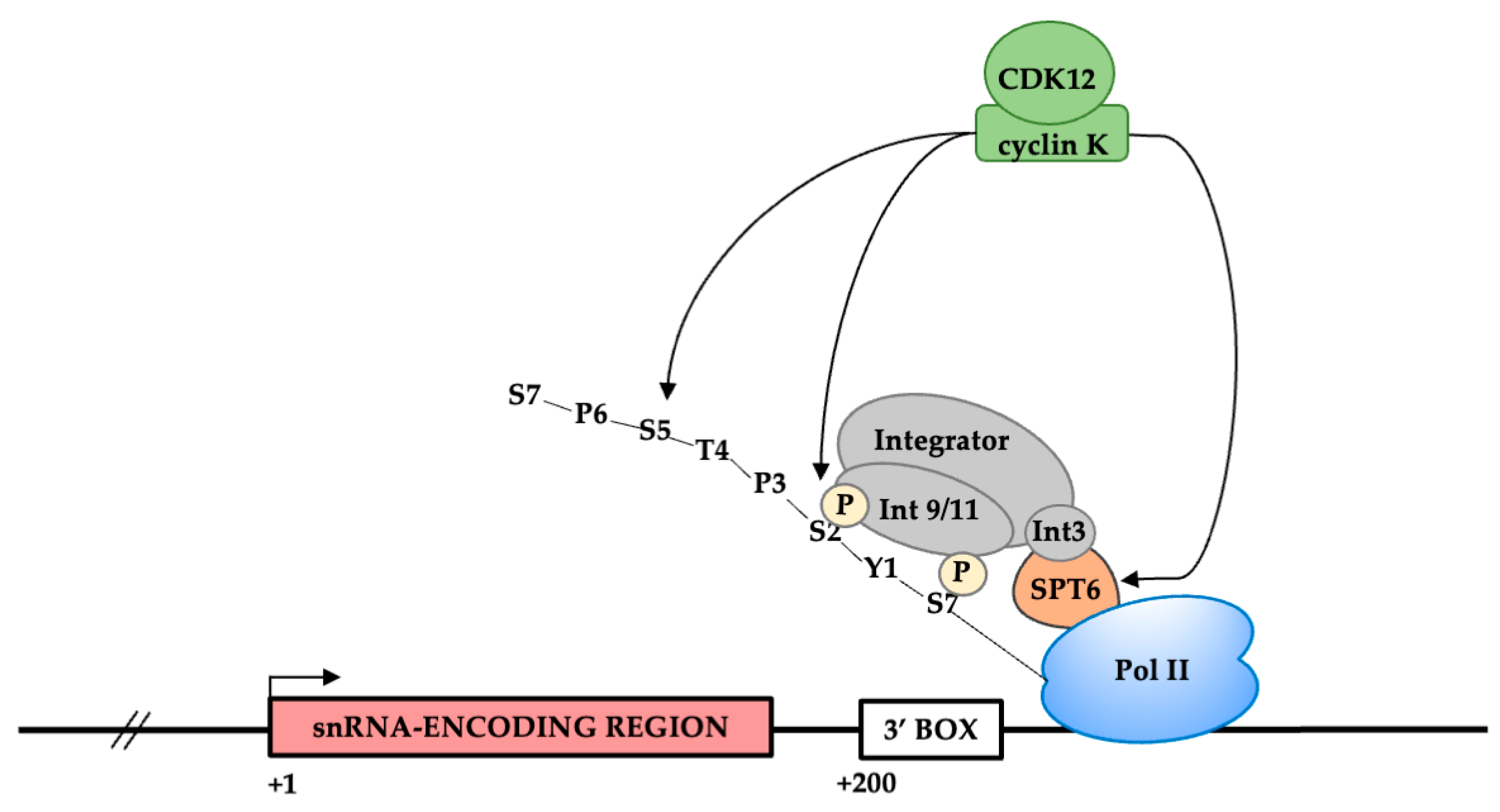 Biomolecules 12 00704 g007 Biomolecules 12 00704 g007