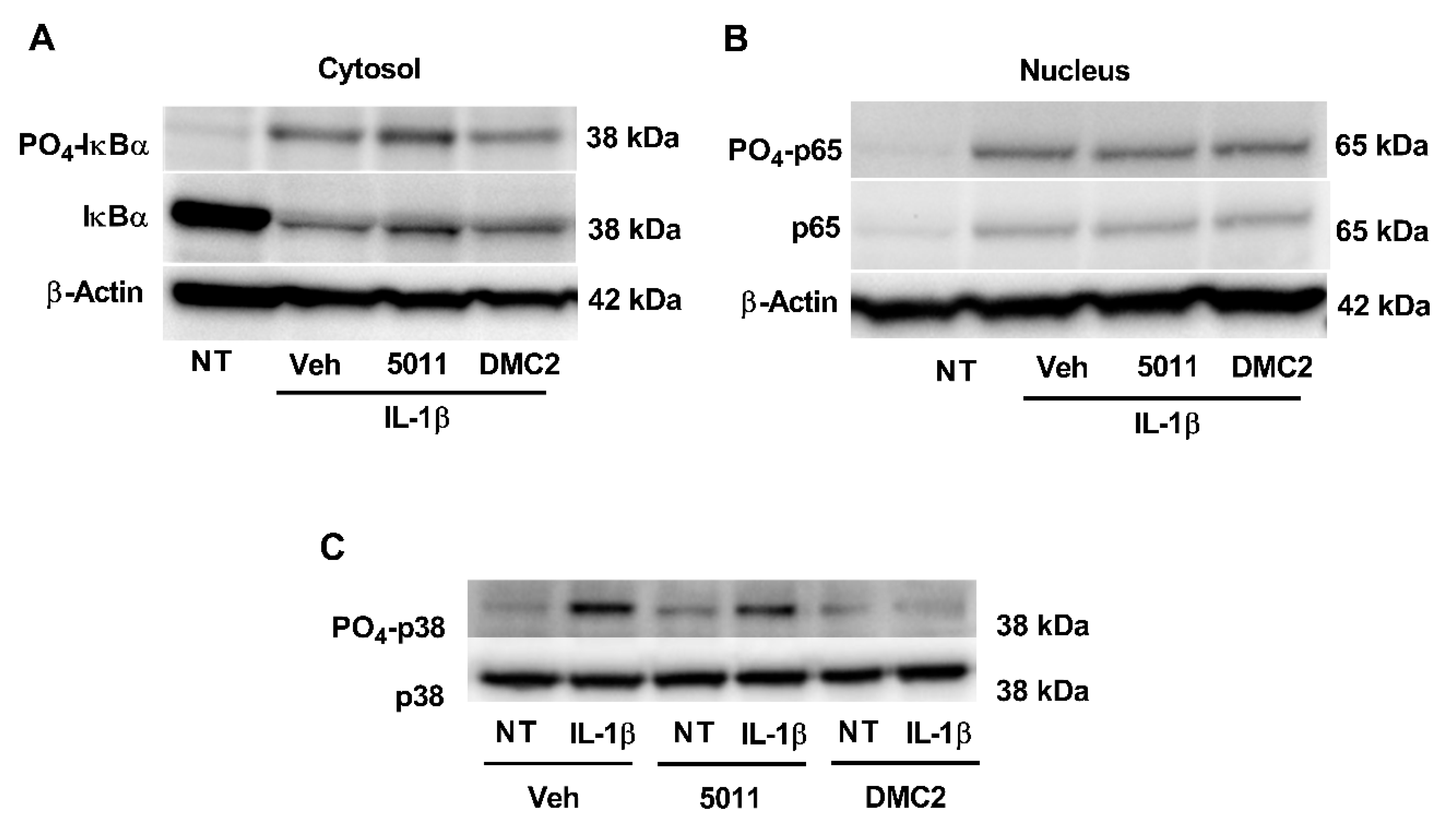 Biomolecules 12 00708 g003