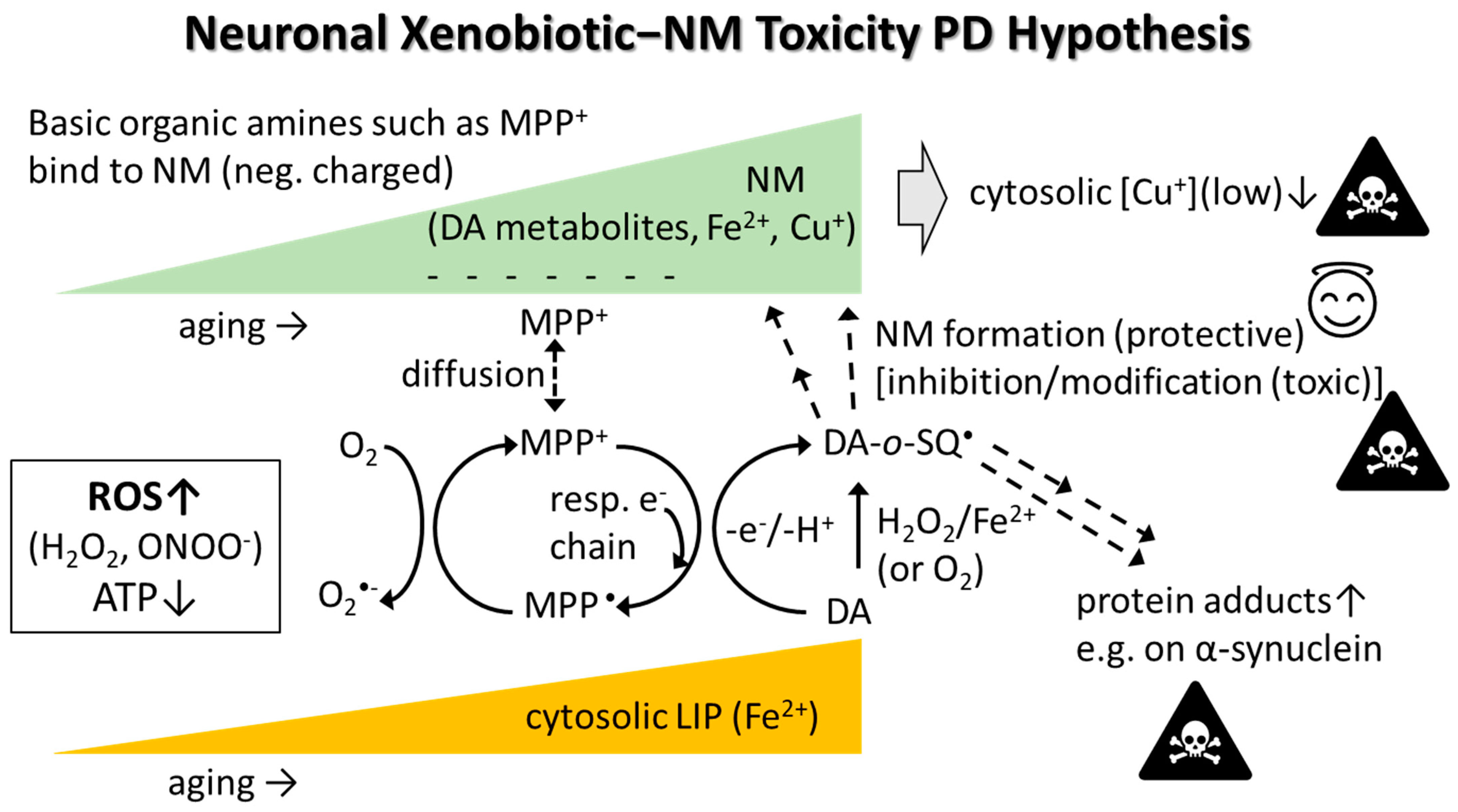 Biomolecules 12 00714 g002