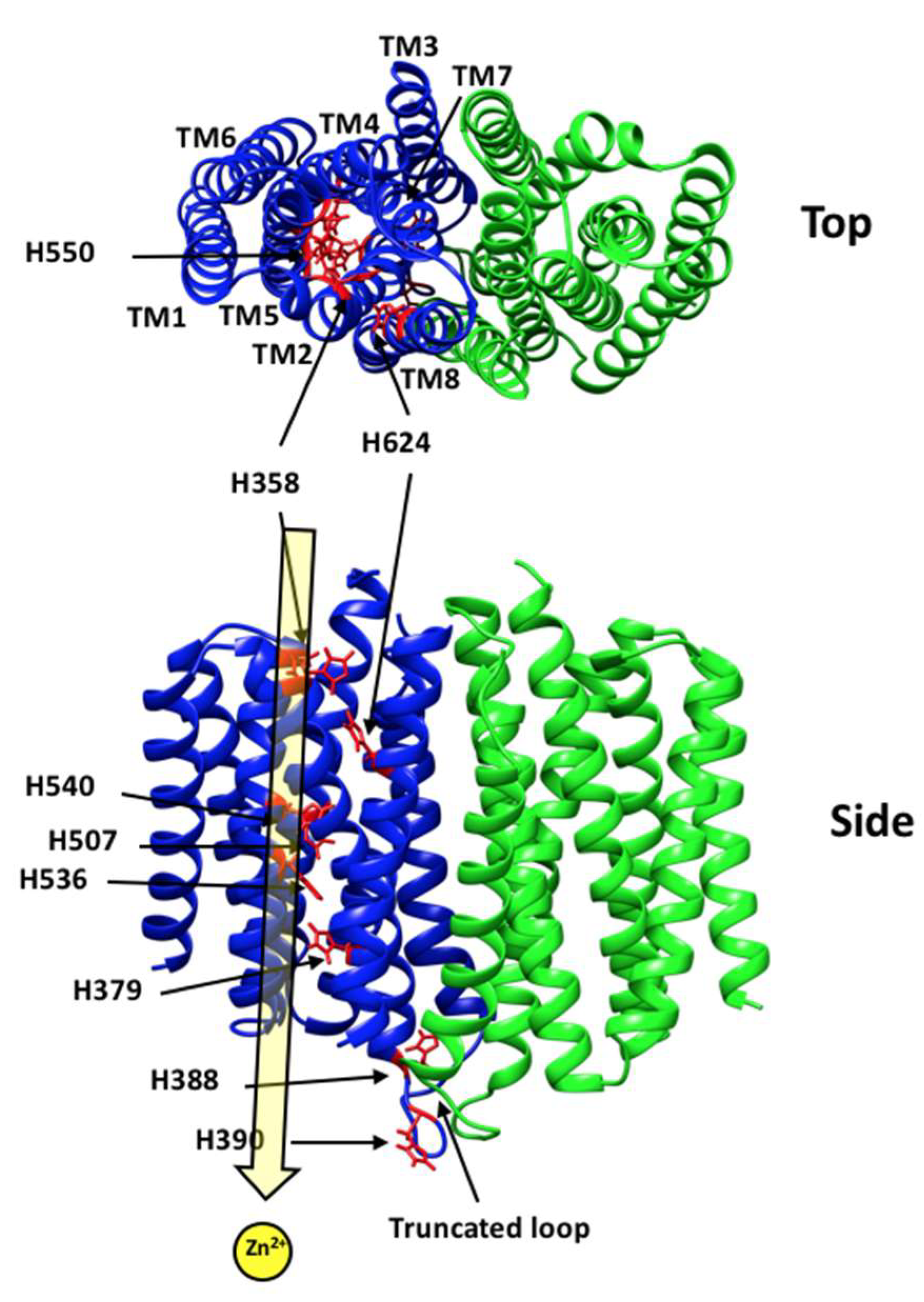 Biomolecules 12 00726 g001 Biomolecules 12 00726 g001