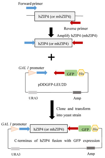 Biomolecules 12 00726 g002a Biomolecules 12 00726 g002a