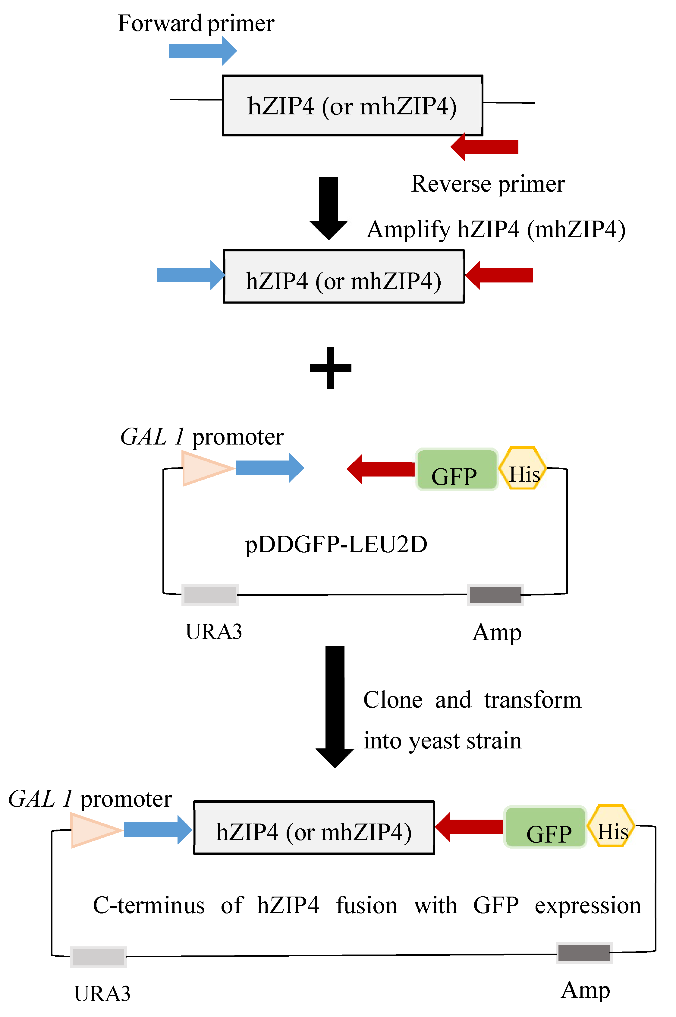 Biomolecules 12 00726 g002a Biomolecules 12 00726 g002a