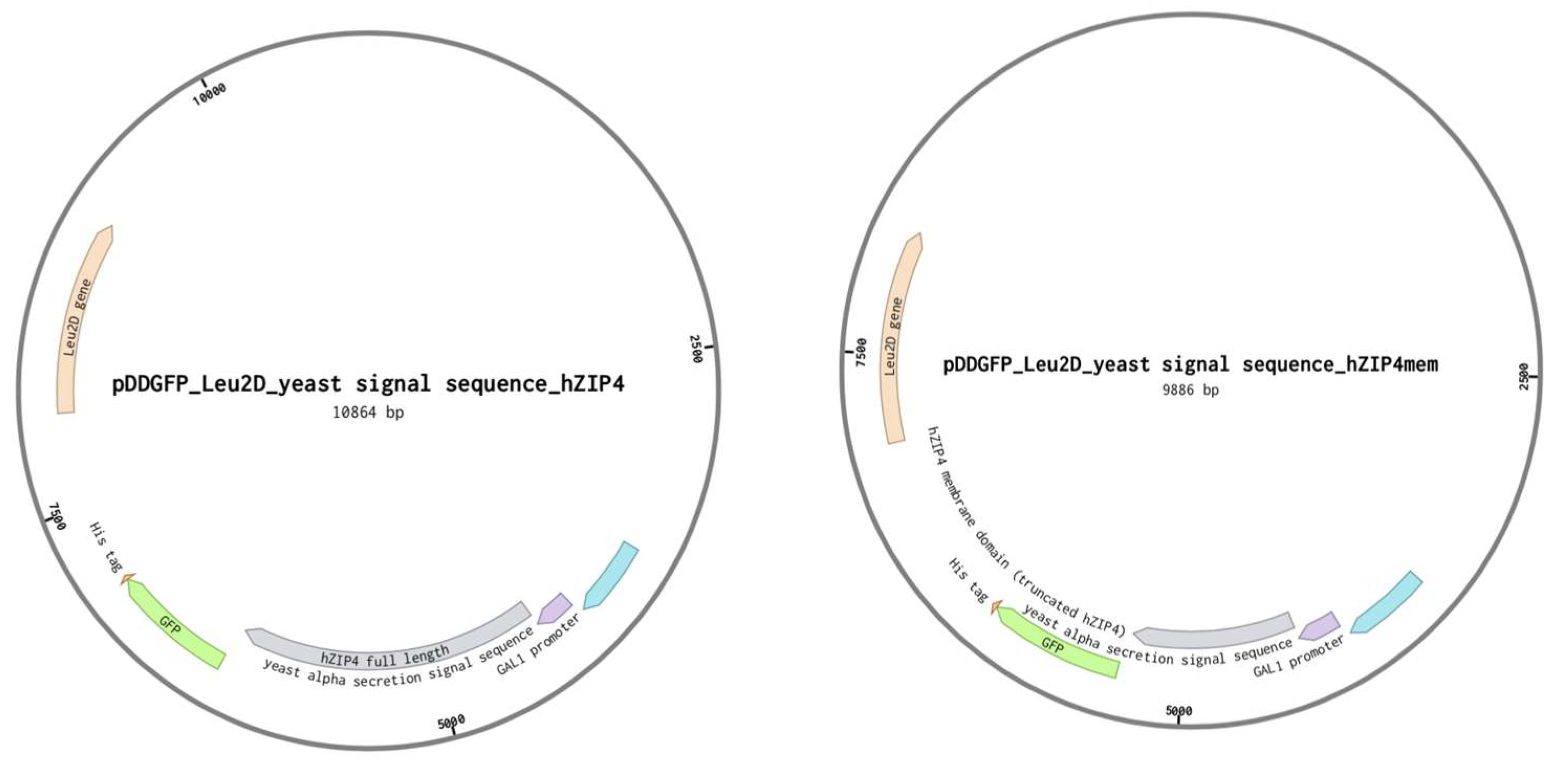 Biomolecules 12 00726 g002b Biomolecules 12 00726 g002b