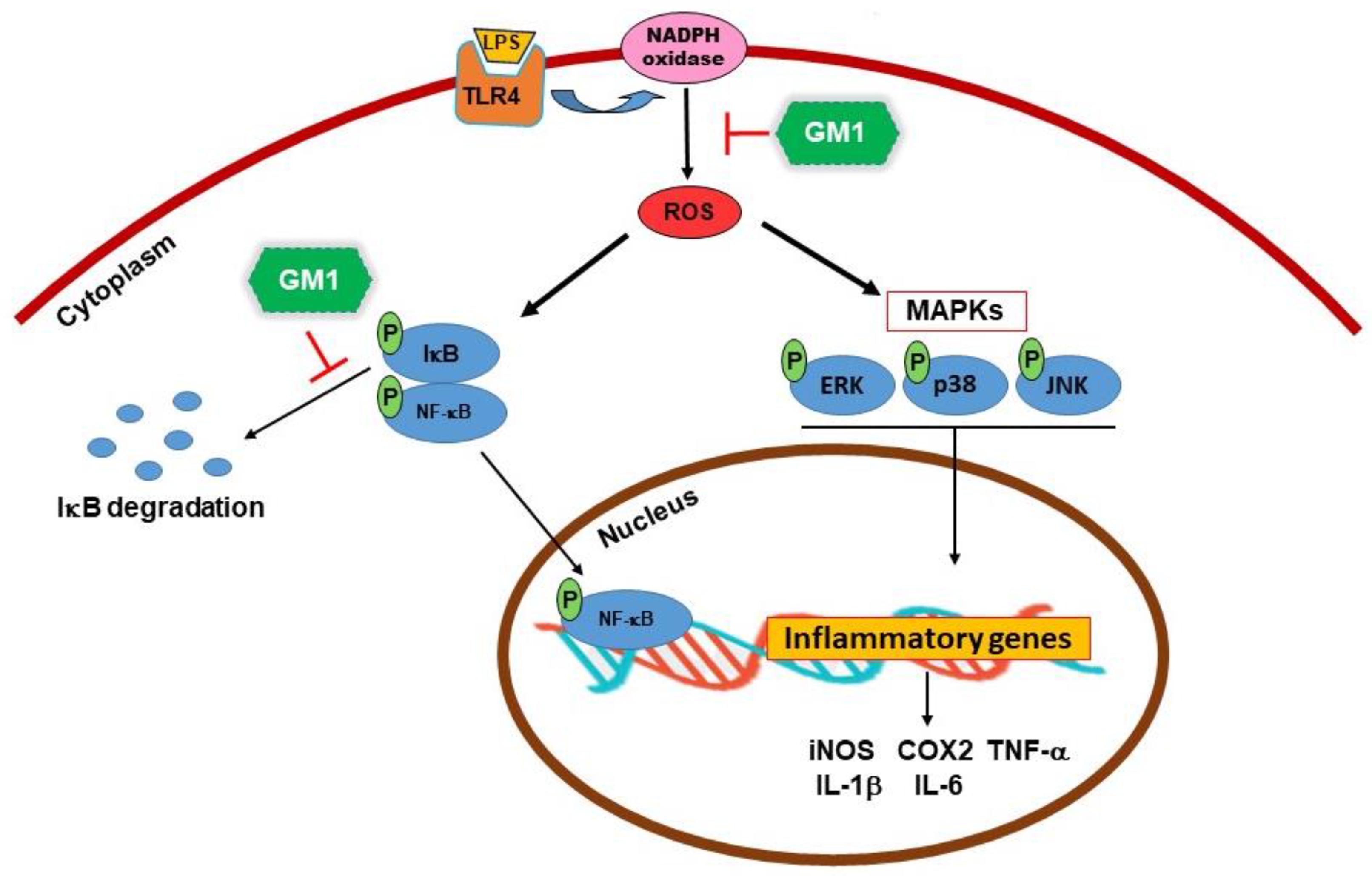 Biomolecules 12 00727 g011 Biomolecules 12 00727 g011