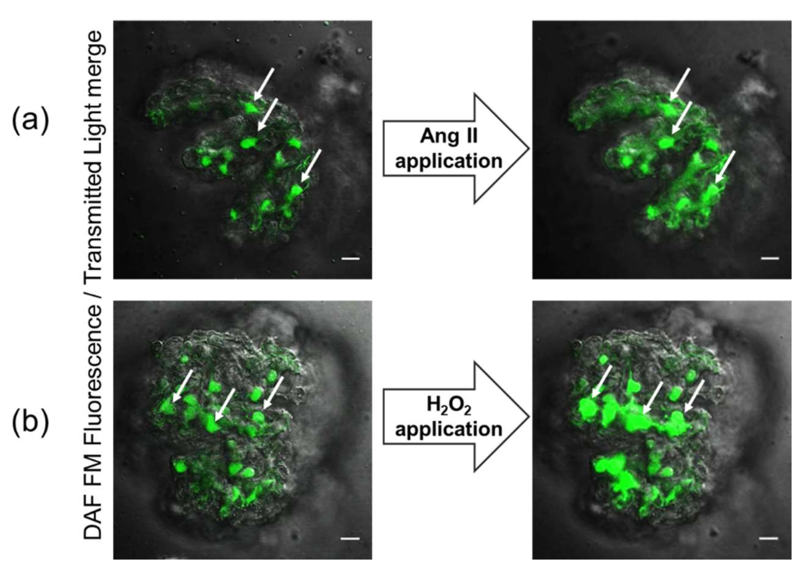 Biomolecules 12 00745 g001 Biomolecules 12 00745 g001