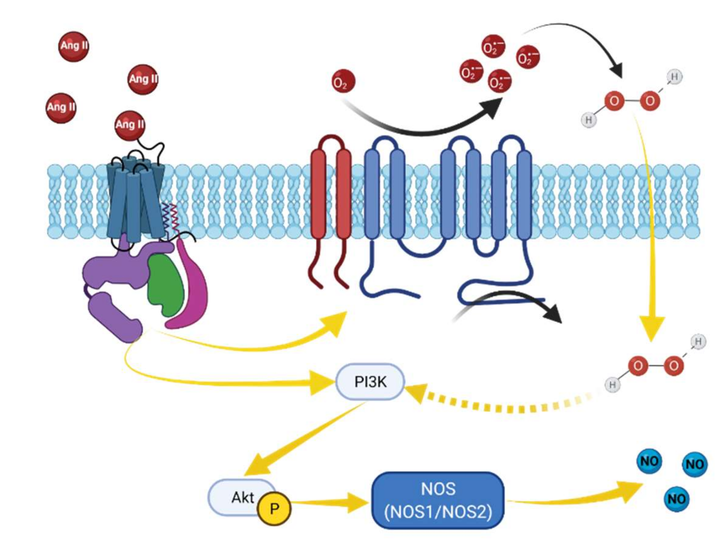 Biomolecules 12 00745 g004 Biomolecules 12 00745 g004