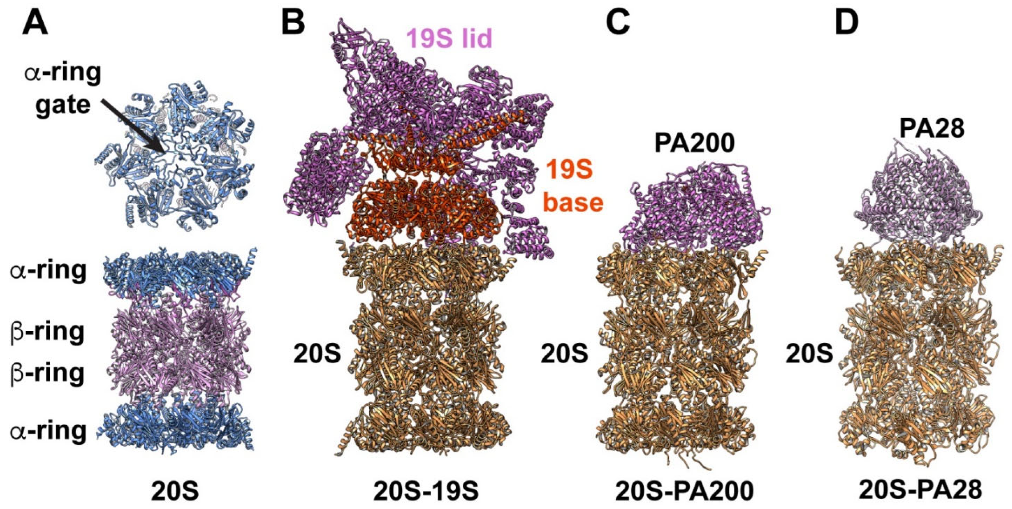 Biomolecules 12 00764 g001 Biomolecules 12 00764 g001