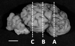 Biomolecules 12 00768 i001 Biomolecules 12 00768 i001