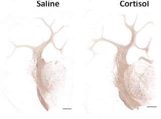 Biomolecules 12 00768 i002 Biomolecules 12 00768 i002